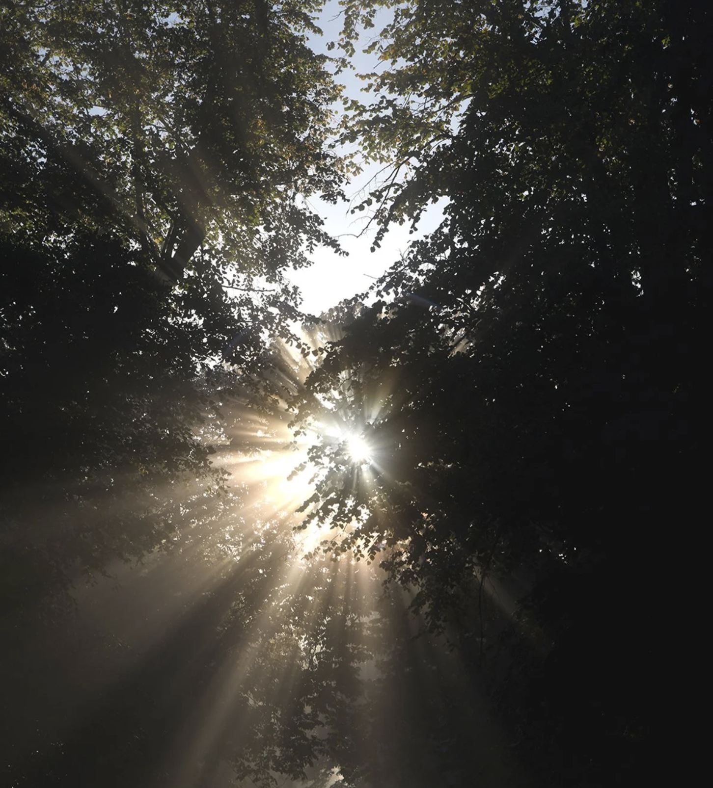 Sunlight filters through tree branches and leaves in a forest, creating streaks of light.