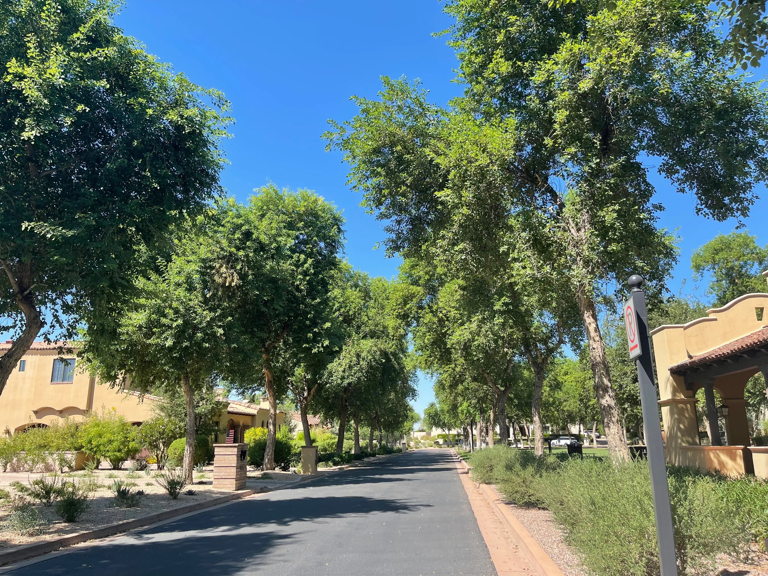 A tree-lined street in Scottsdale Ranch, Arizona