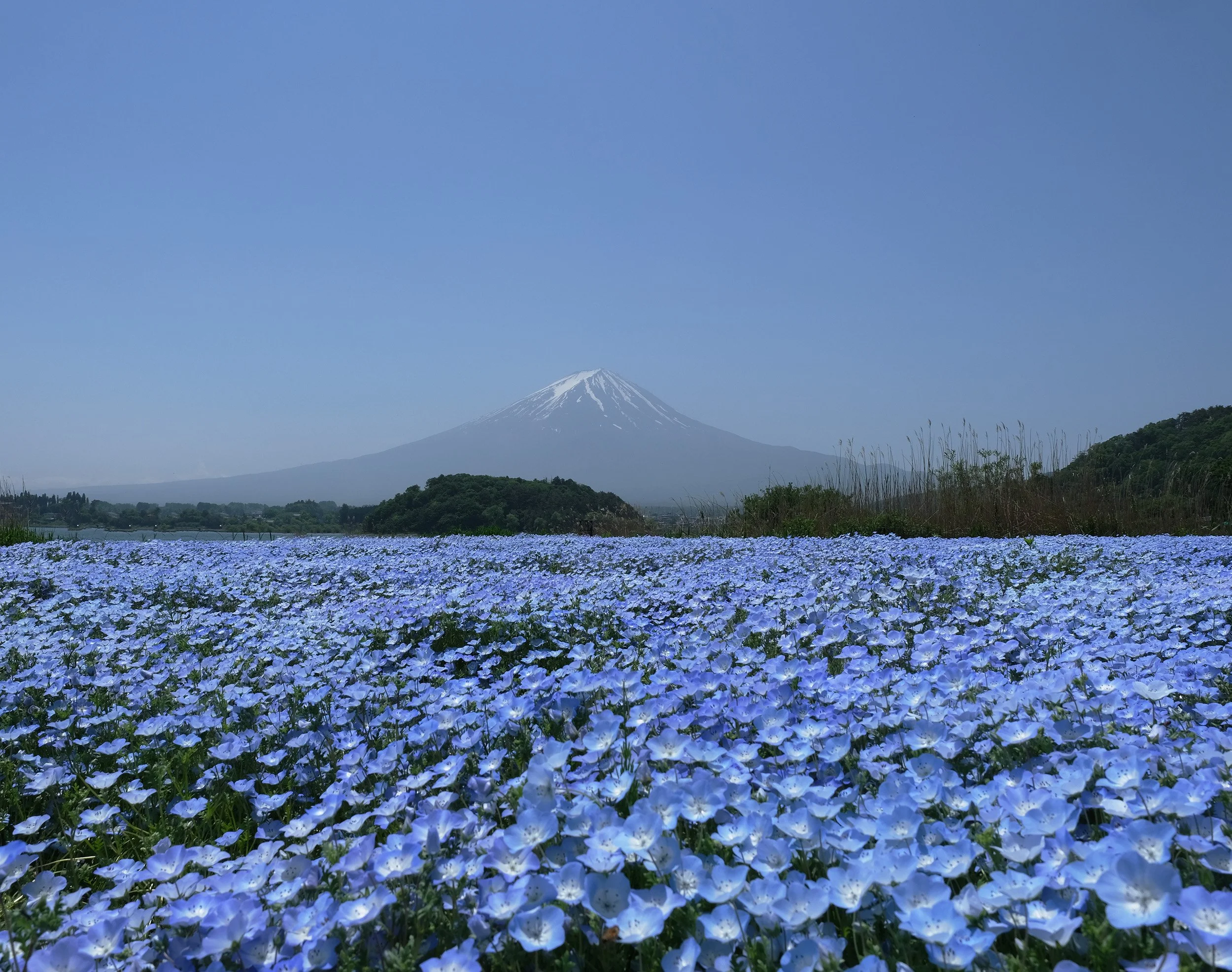 mt fuji with flowers.jpg