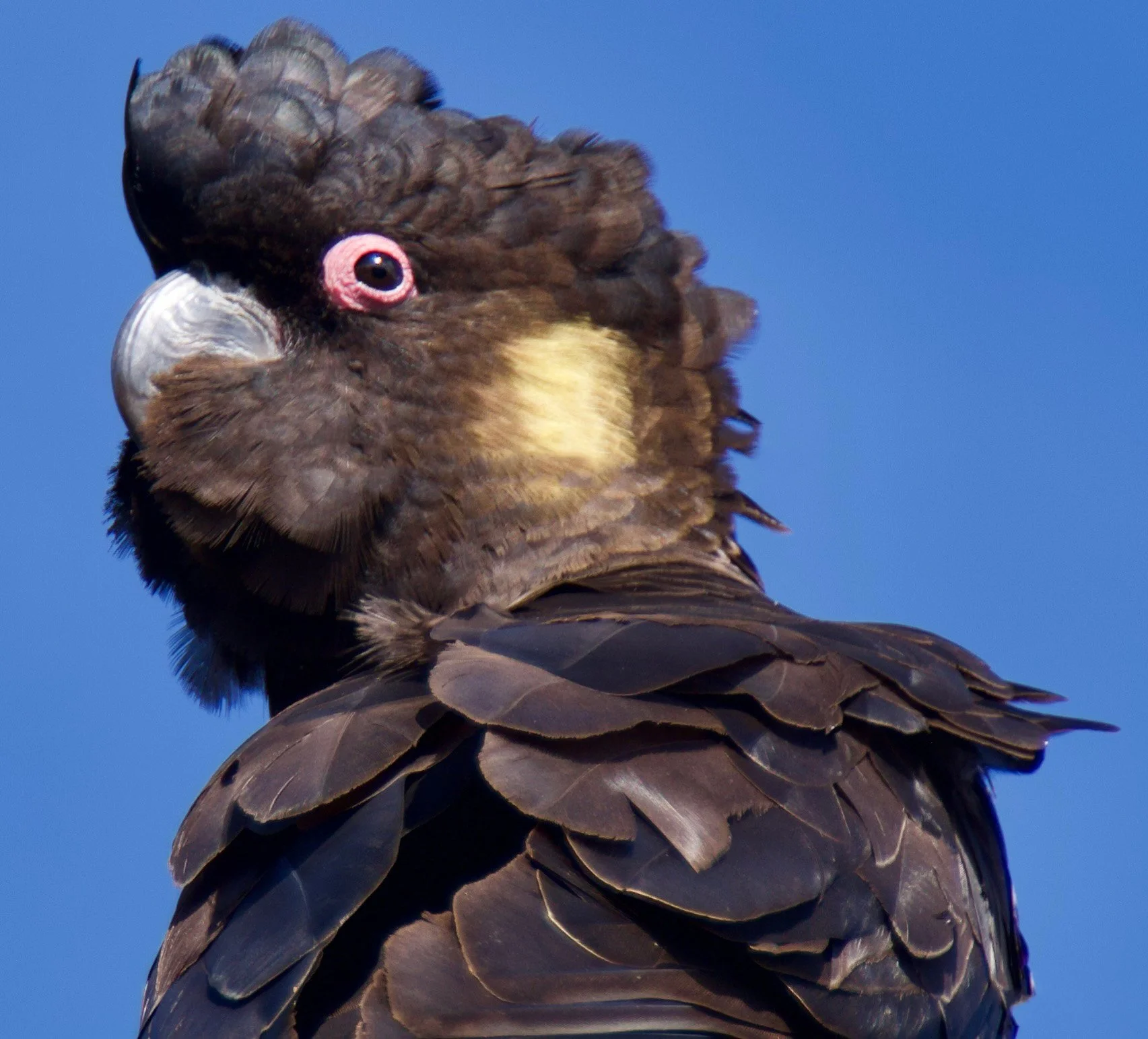 black cockatoo.jpg