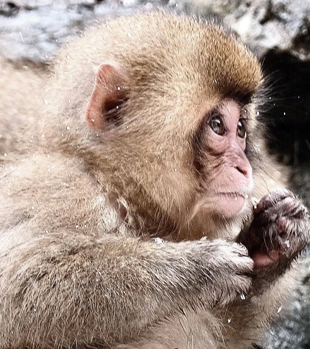 snow monkey baby 1.jpg
