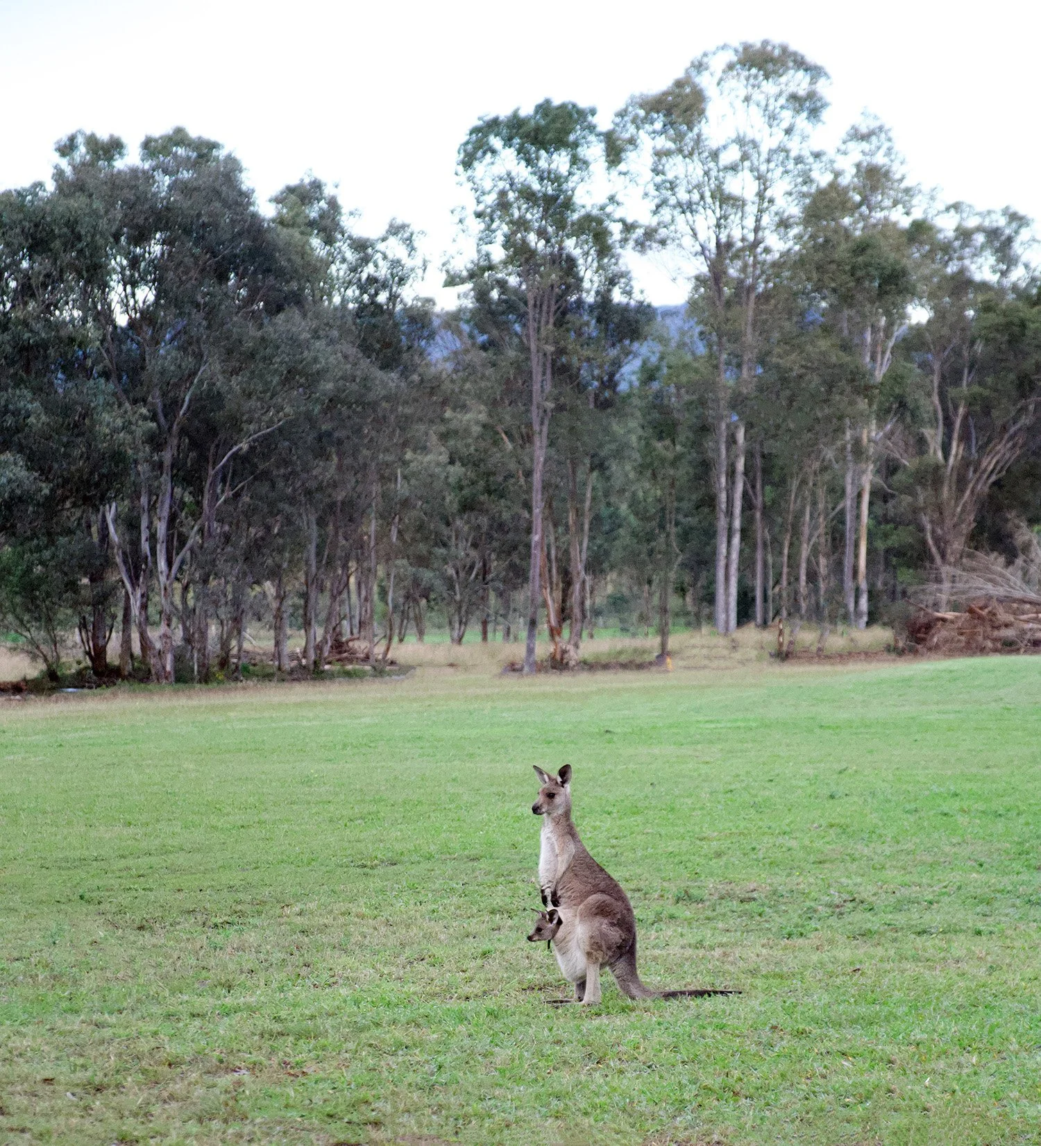 kangaroo and baby.jpg