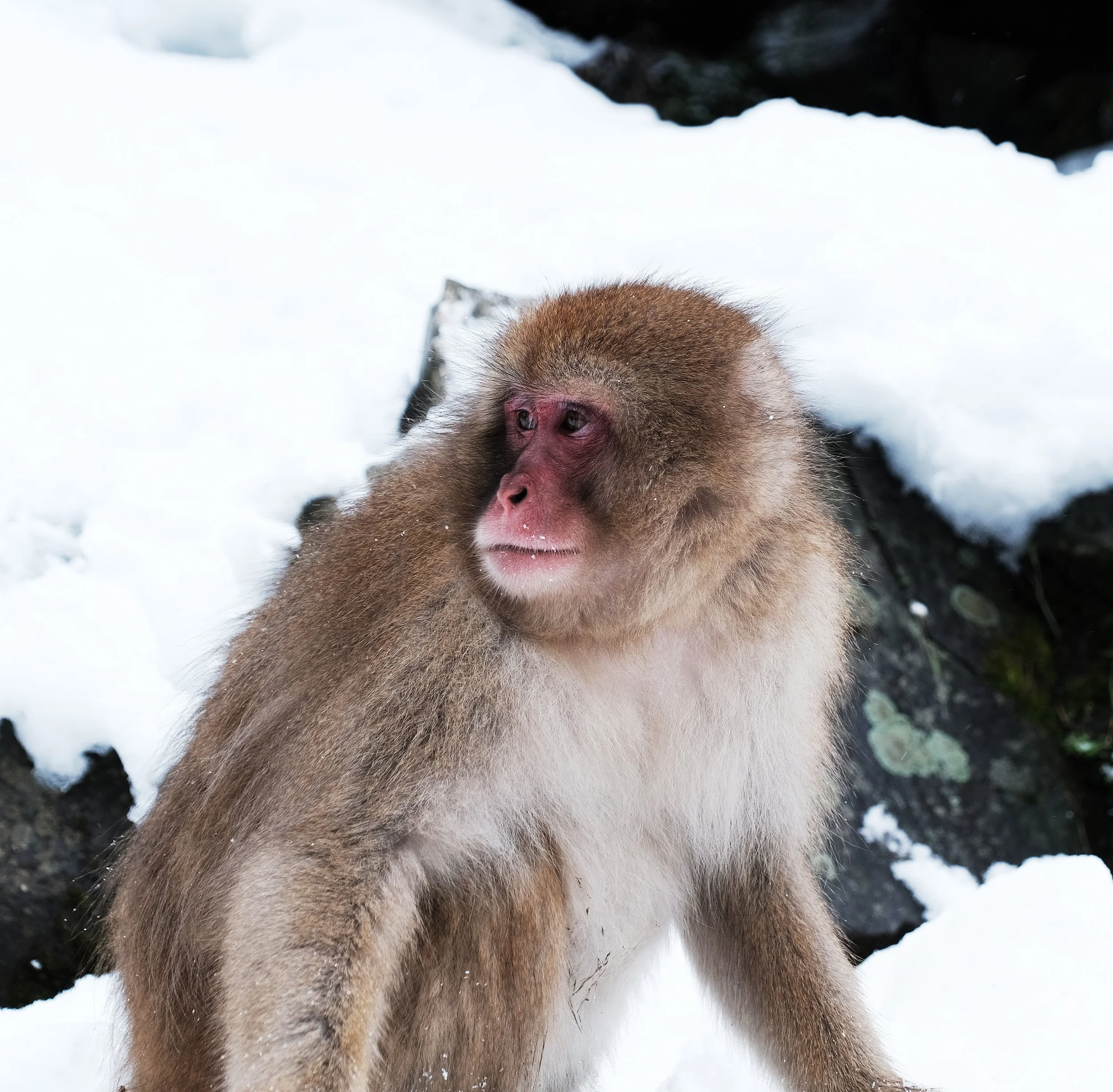 snow monkeys 6.jpg