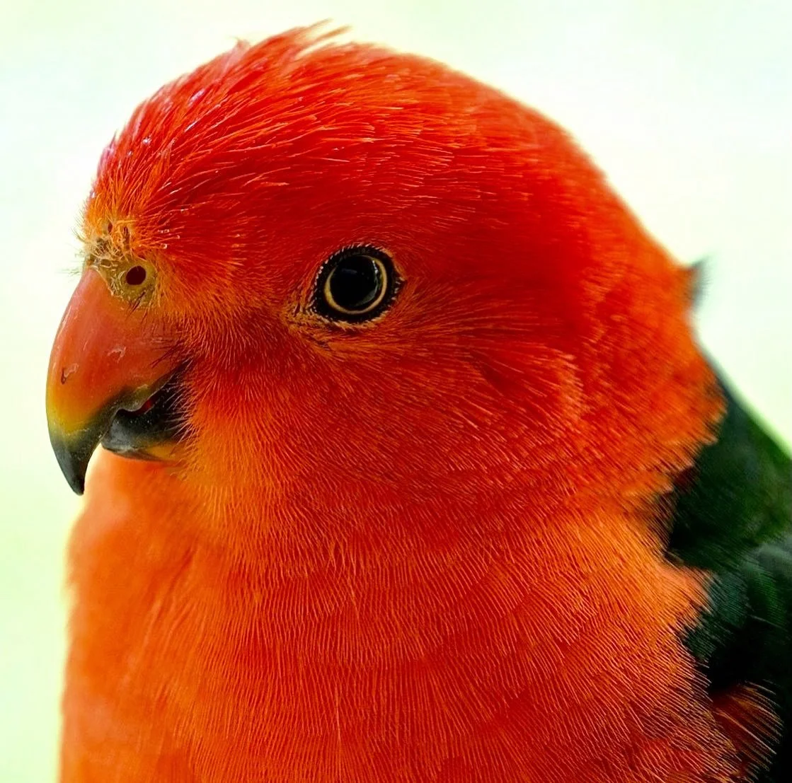 lorikeet.jpg