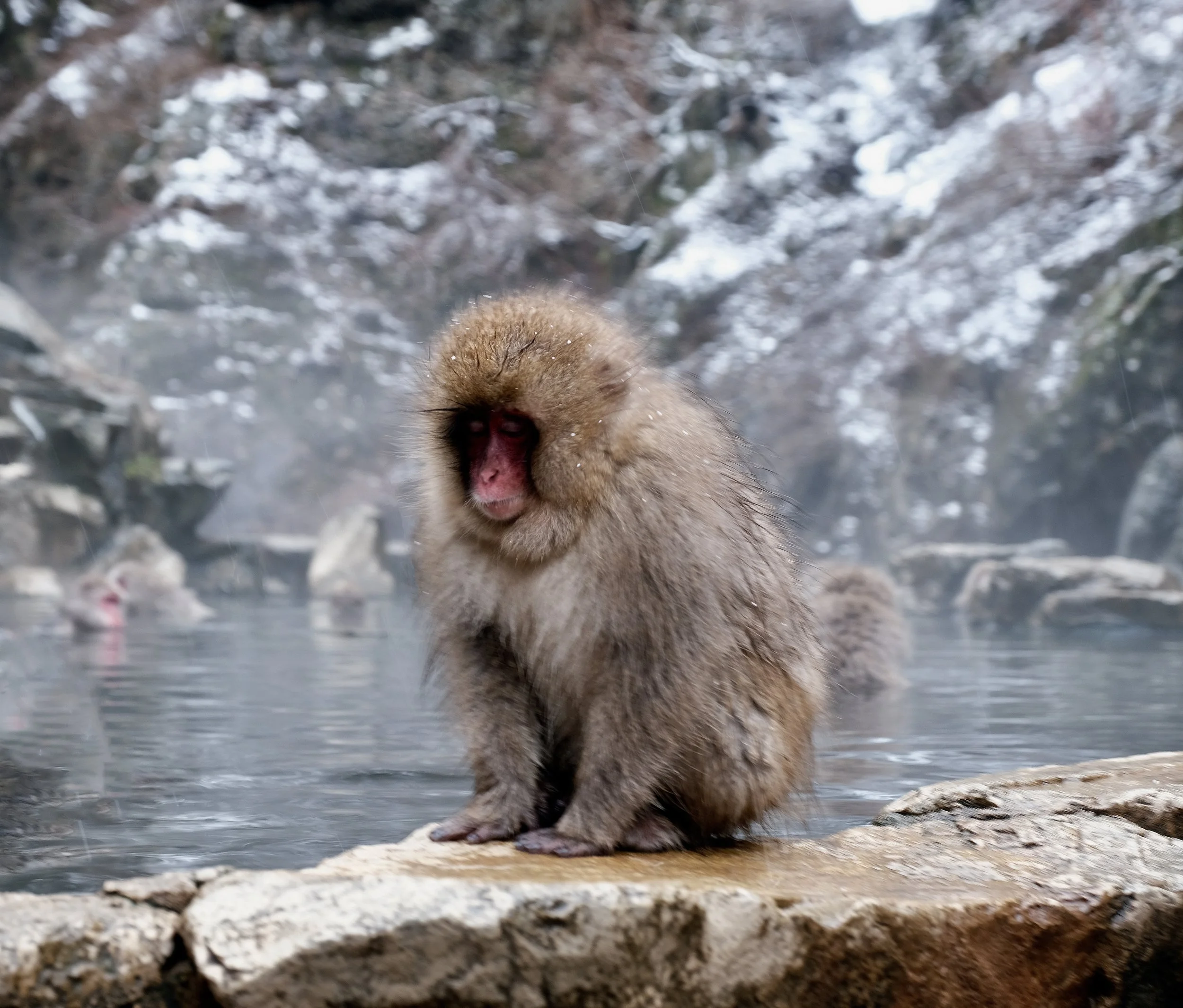 snow monkey 1.jpg