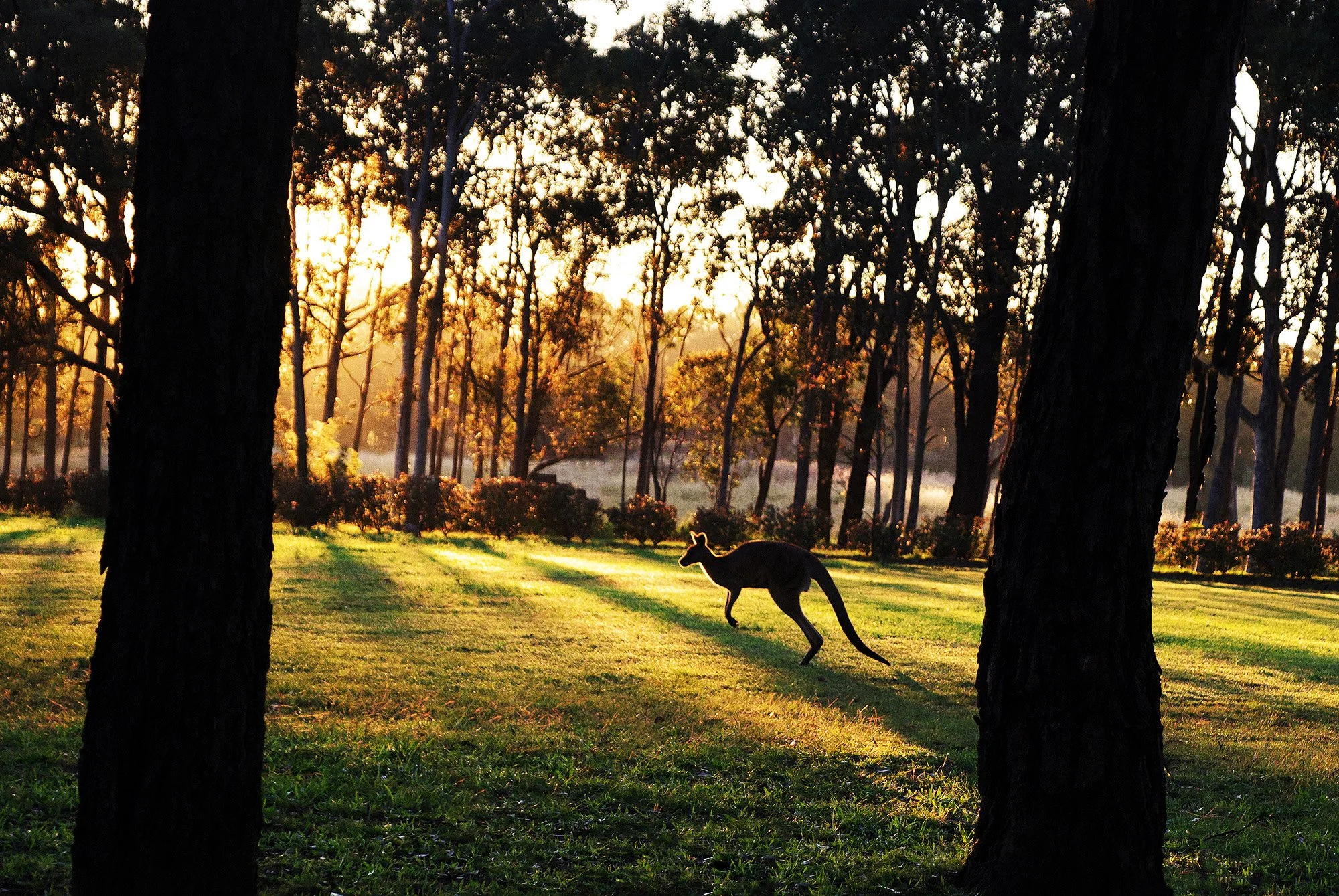 Niklas kangaroo 2.jpg