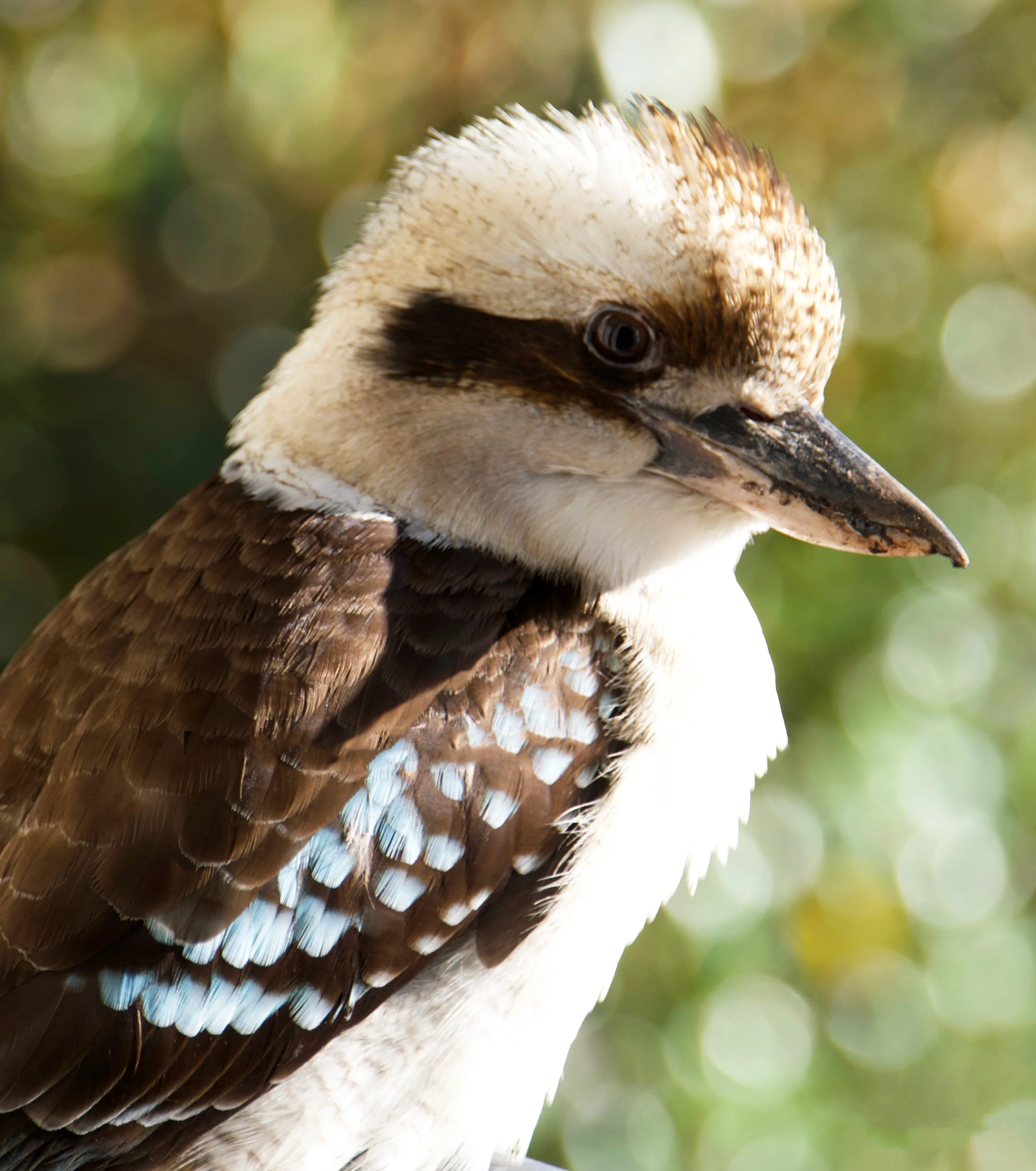 kookabura.jpg