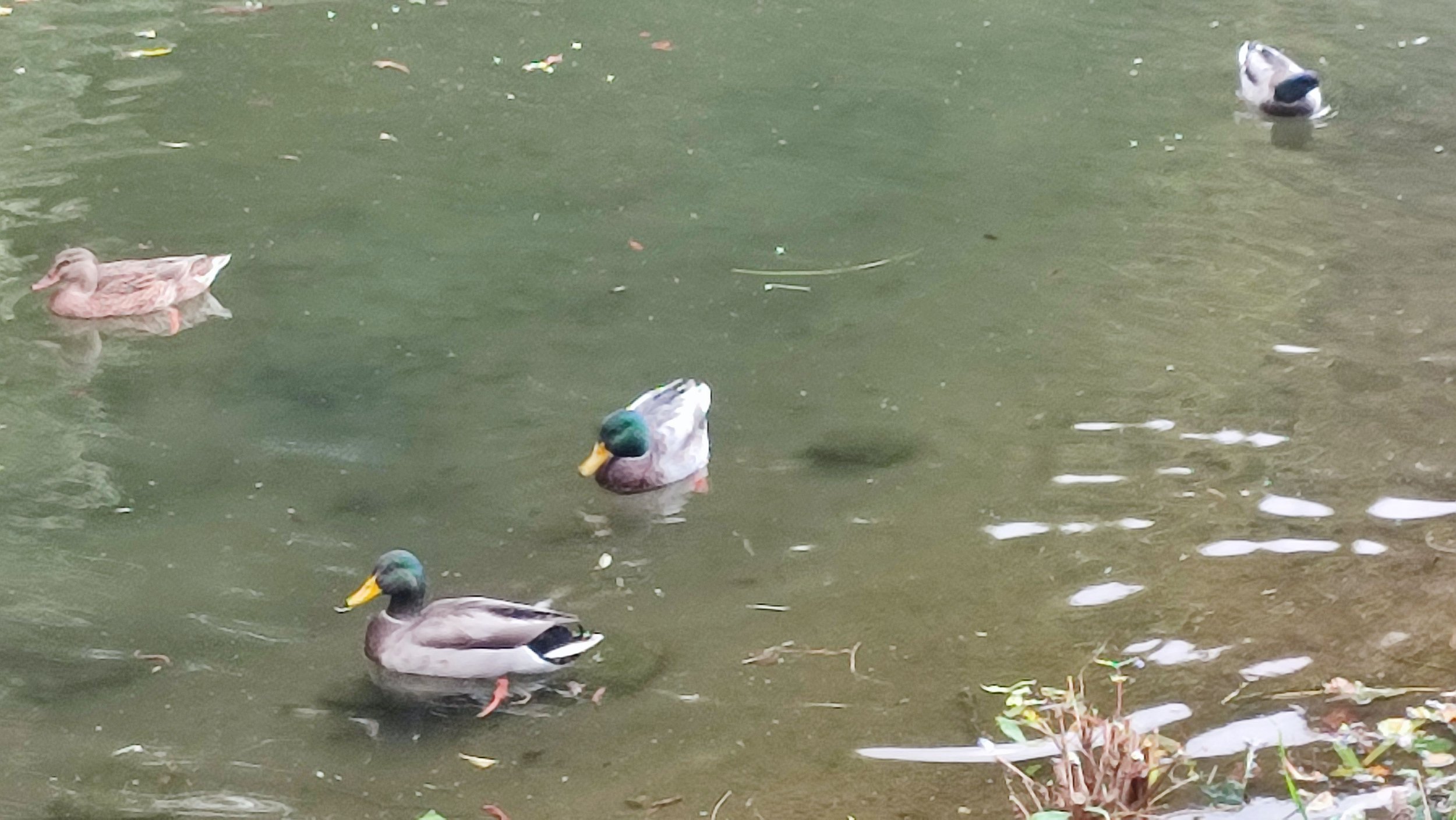 Four ducks swimming in a pond with greenish water and some floating leaves and debris along the edge.