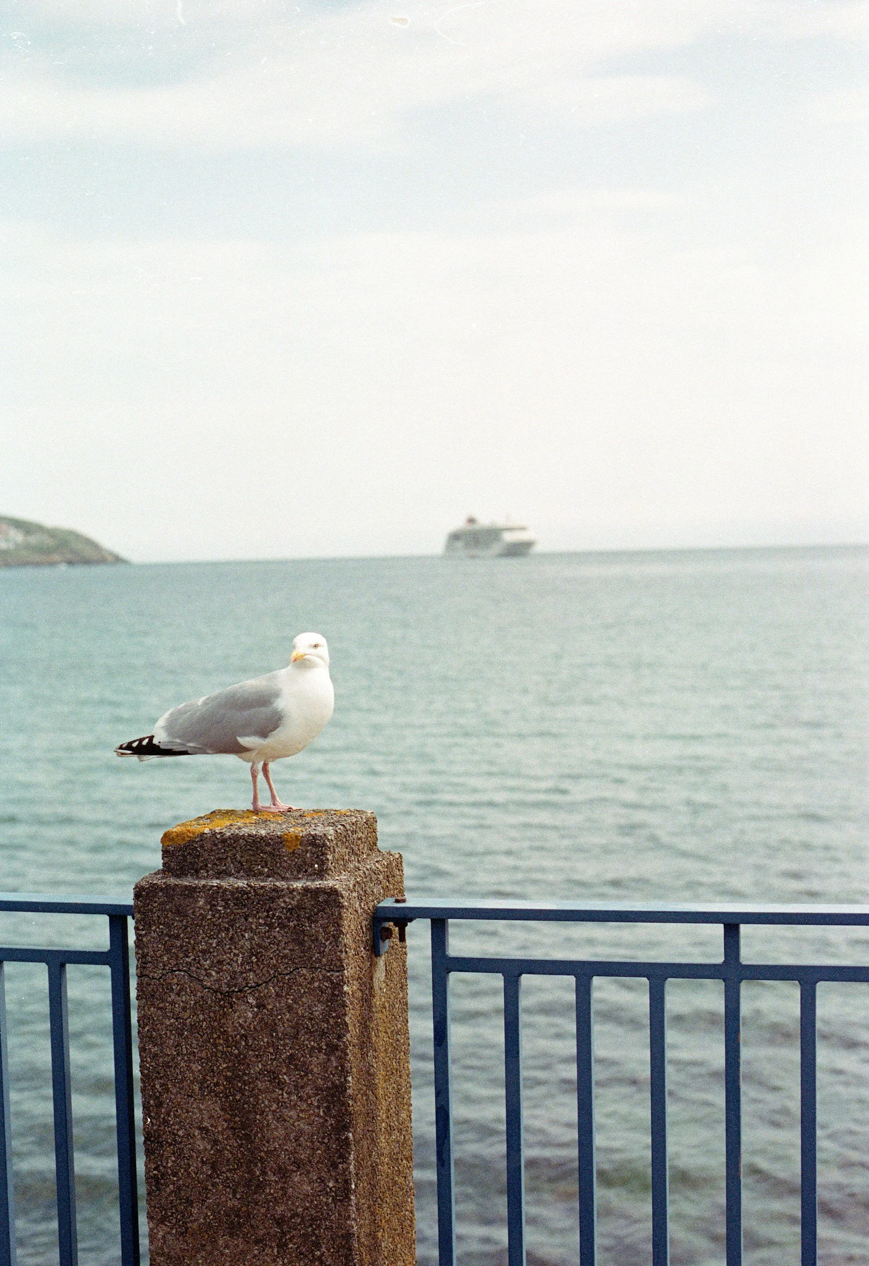 Seagull standing on a concrete post near the ocean with a ship in the distance.