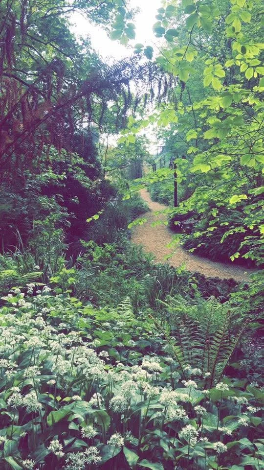 A lush green forest with a winding dirt path surrounded by various types of plants and trees, with bright sunlight filtering through the leaves.