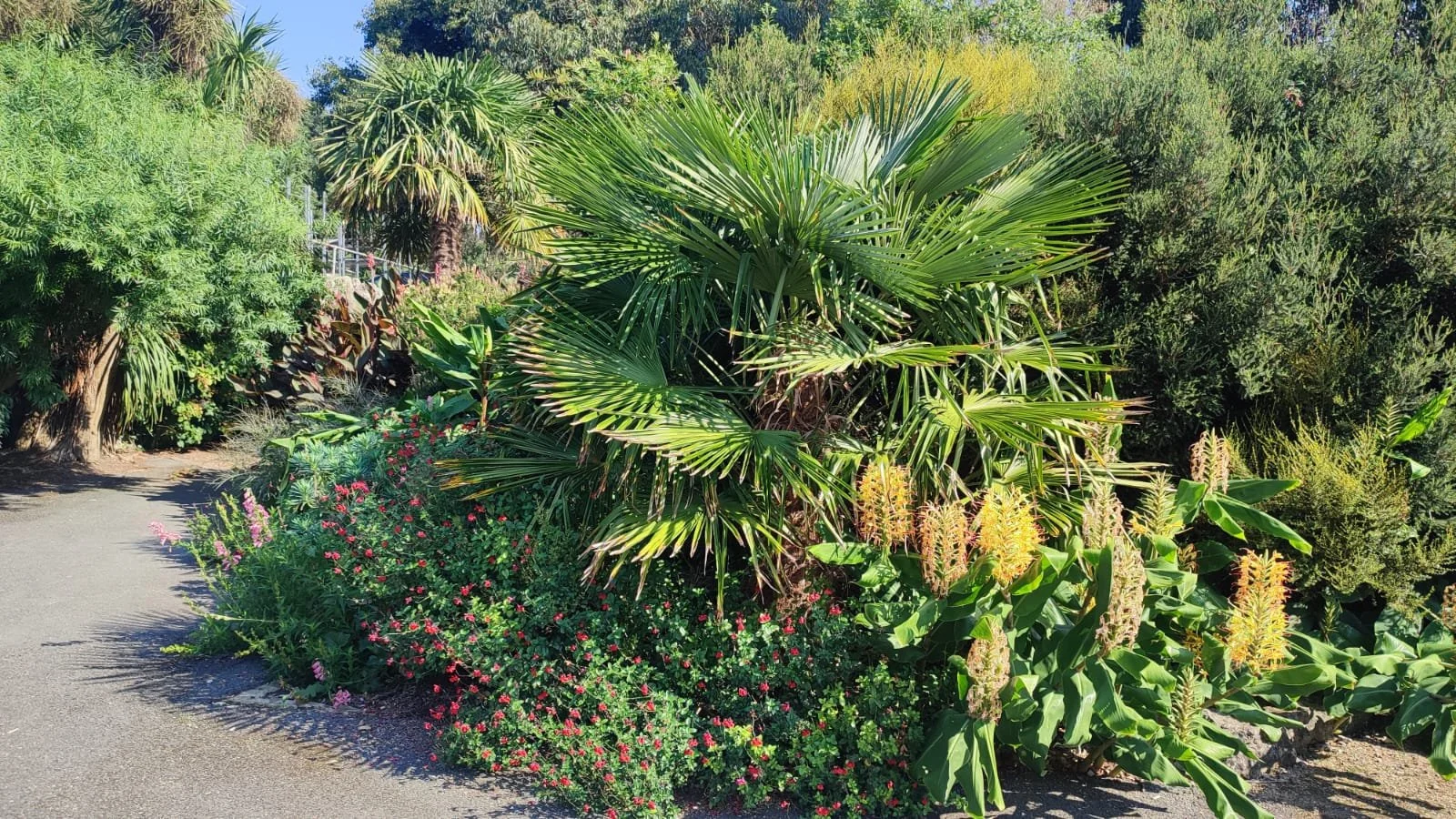A lush garden with various tropical plants and flowering bushes, including palm trees, greenery, and colorful flowers along a paved walking path.