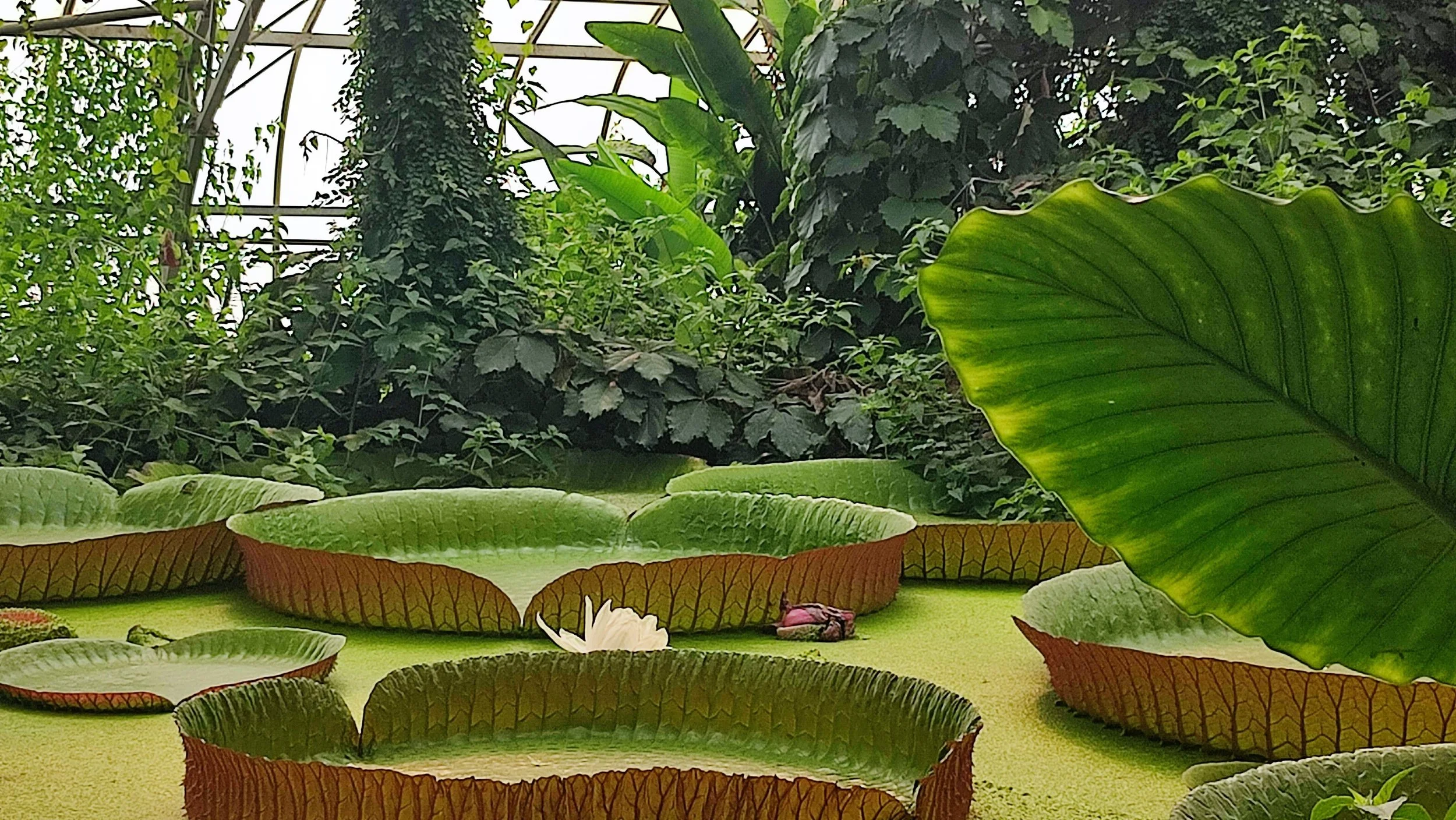 Inside a greenhouse, large aquatic plants with broad leaves, including water lilies, floating on still water surrounded by dense green foliage and vines.