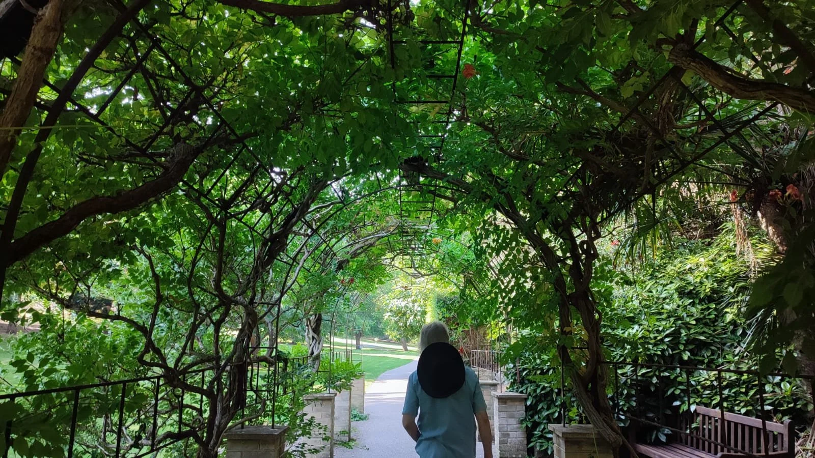 A person with white hair and a black hat walking through a lush green garden archway covered in vines, with a pathway and trees in the background.