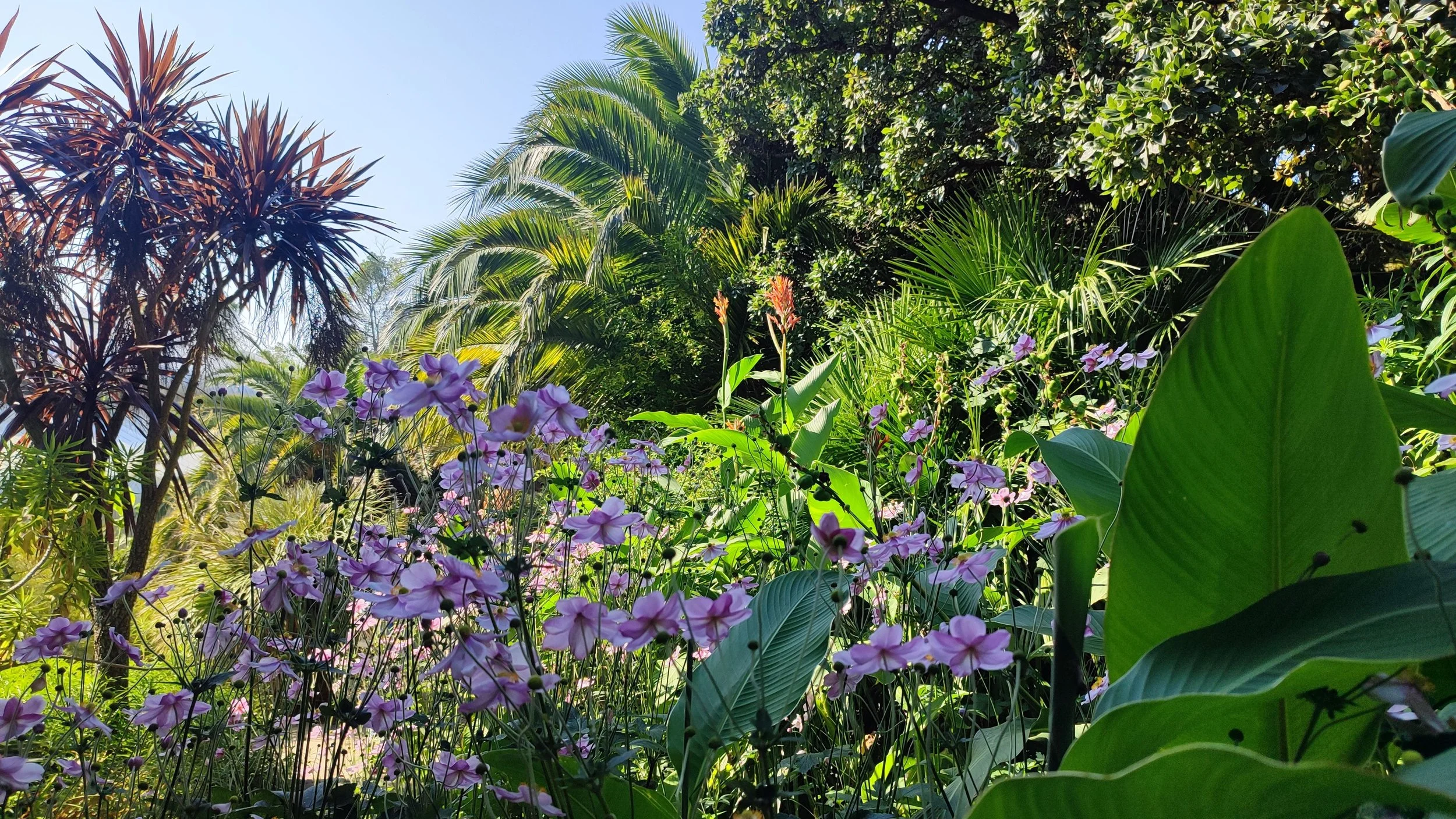 Tropical garden with lush green plants and purple flowers under bright sunlight.