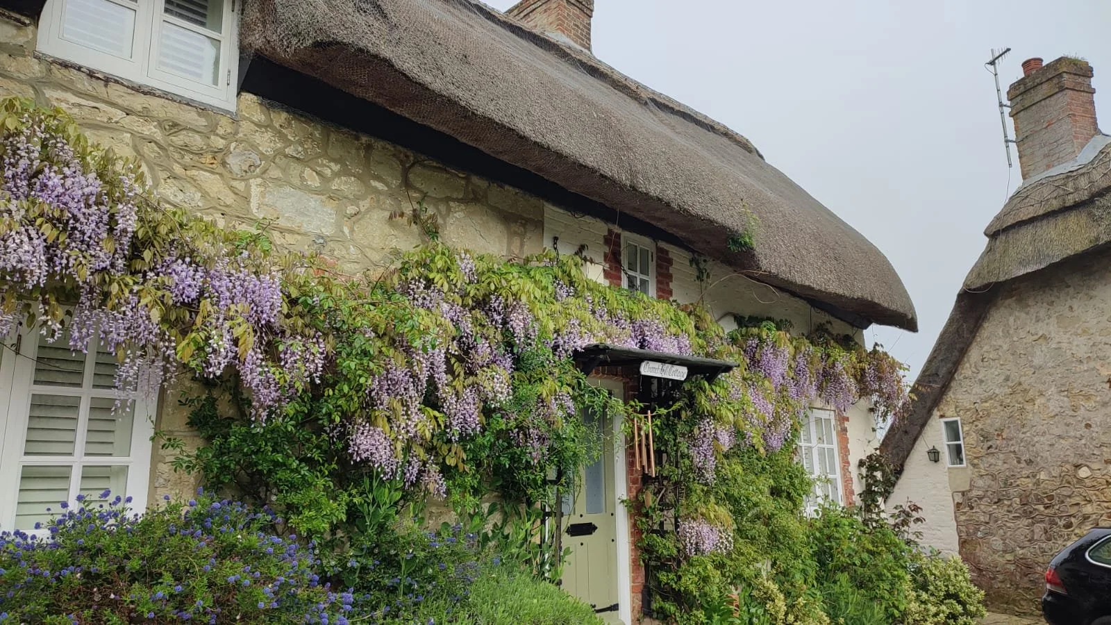 A charming stone house with a thatched roof, covered in purple wisteria flowers, with greenery and flowering plants in the garden.