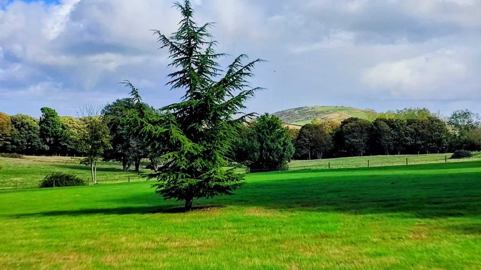A scenic landscape of a lush green field with a solitary pine tree in the foreground, and a background of trees and rolling hills under a partly cloudy sky.