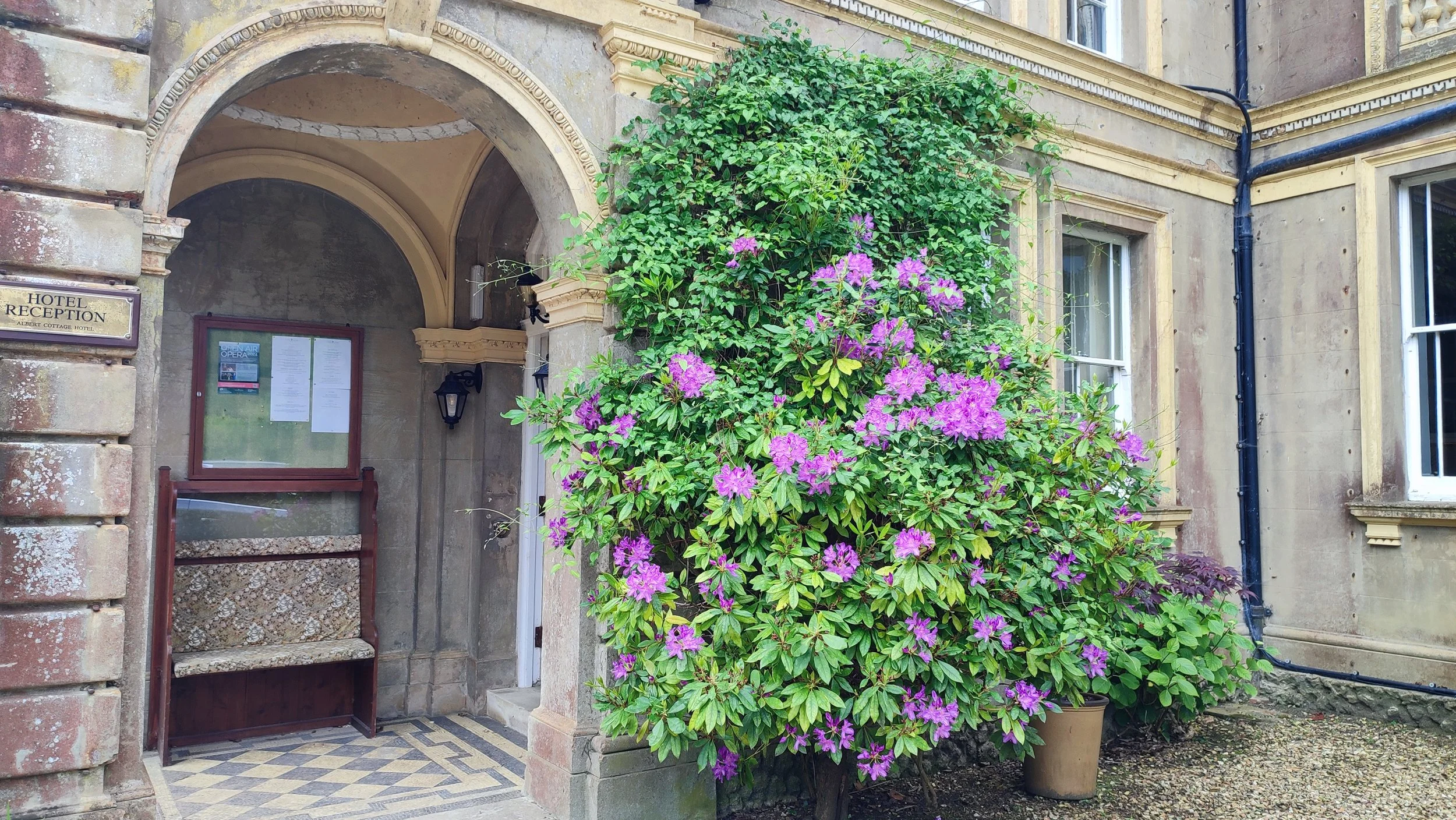 Entrance of a building with a large flowering shrub with purple flowers in a pot next to the doorway.