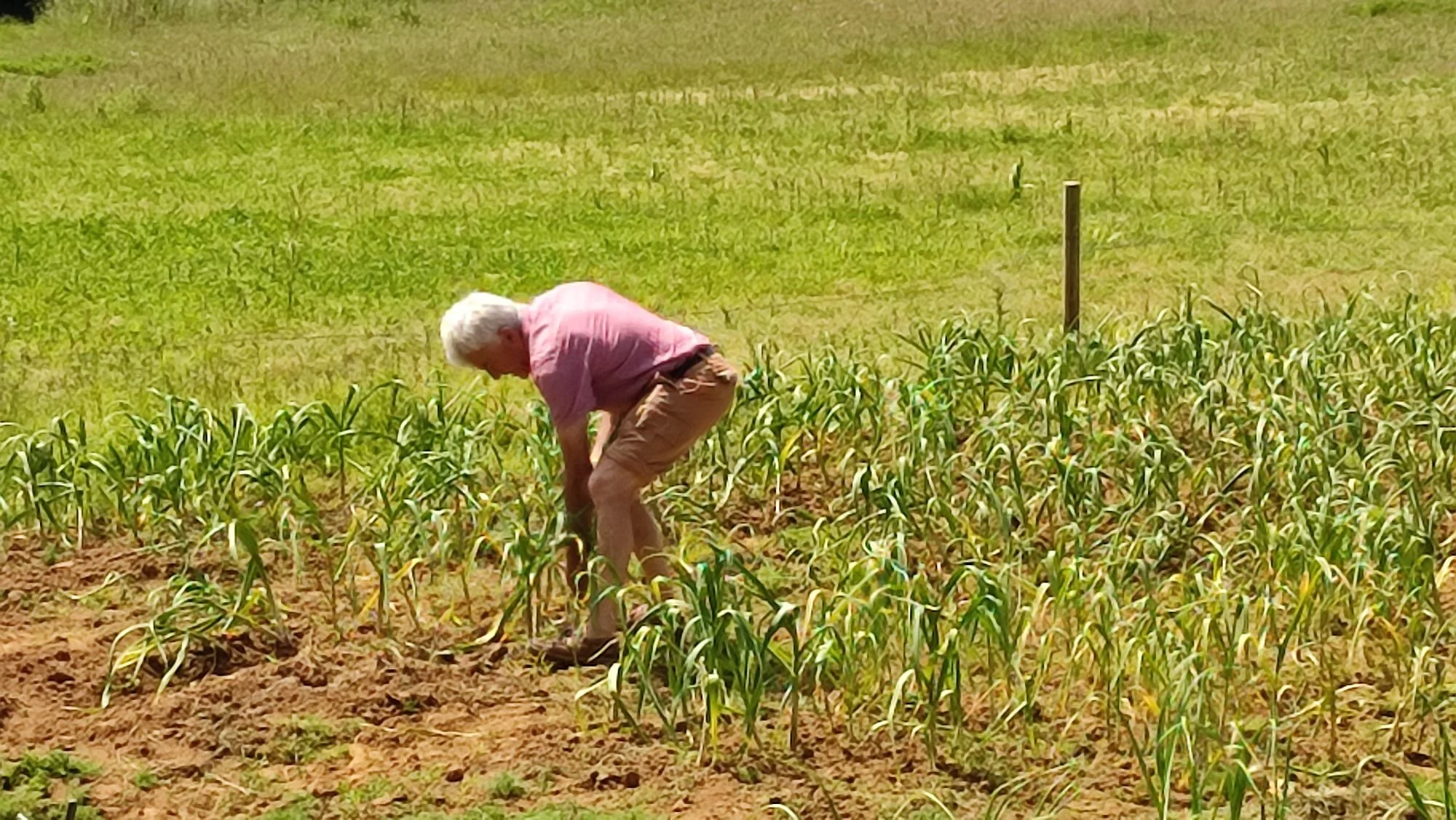 An elderly person in a pink shirt and tan pants bending down to tend to young corn plants in a field on a sunny day.