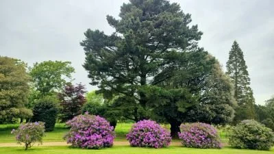Lush green park with tall trees and purple flower bushes under an overcast sky.