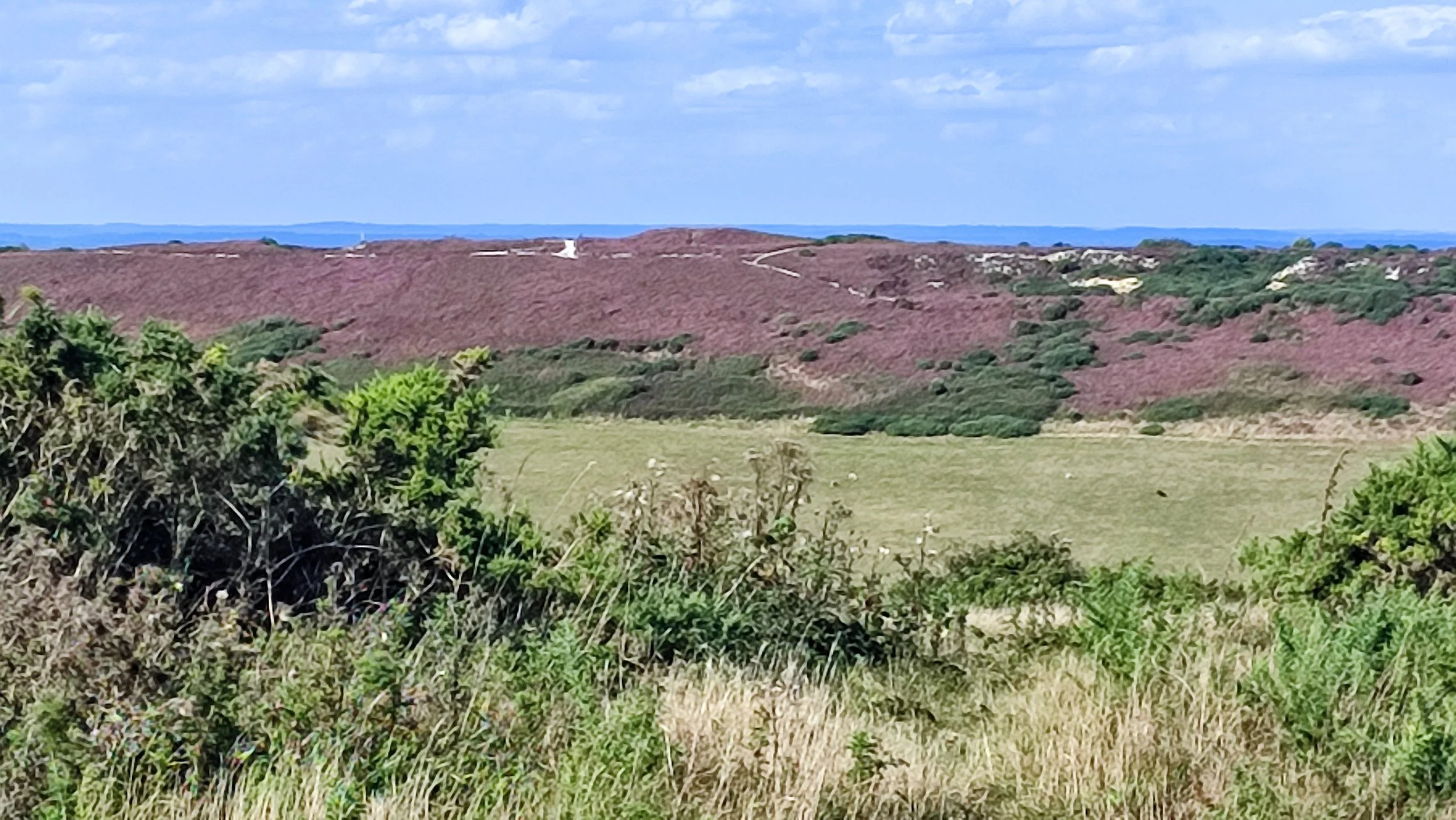 Open landscape with green bushes and tall grass in the foreground, rolling hills covered in purple heather and green shrubs in the middle ground, and a partly cloudy sky in the background.