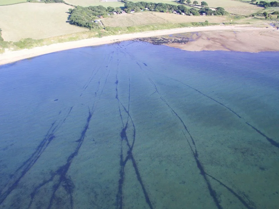 An aerial view of a body of water with seaweed or algae and boat wakes visible on the surface, with a sandy shore and green fields in the background.