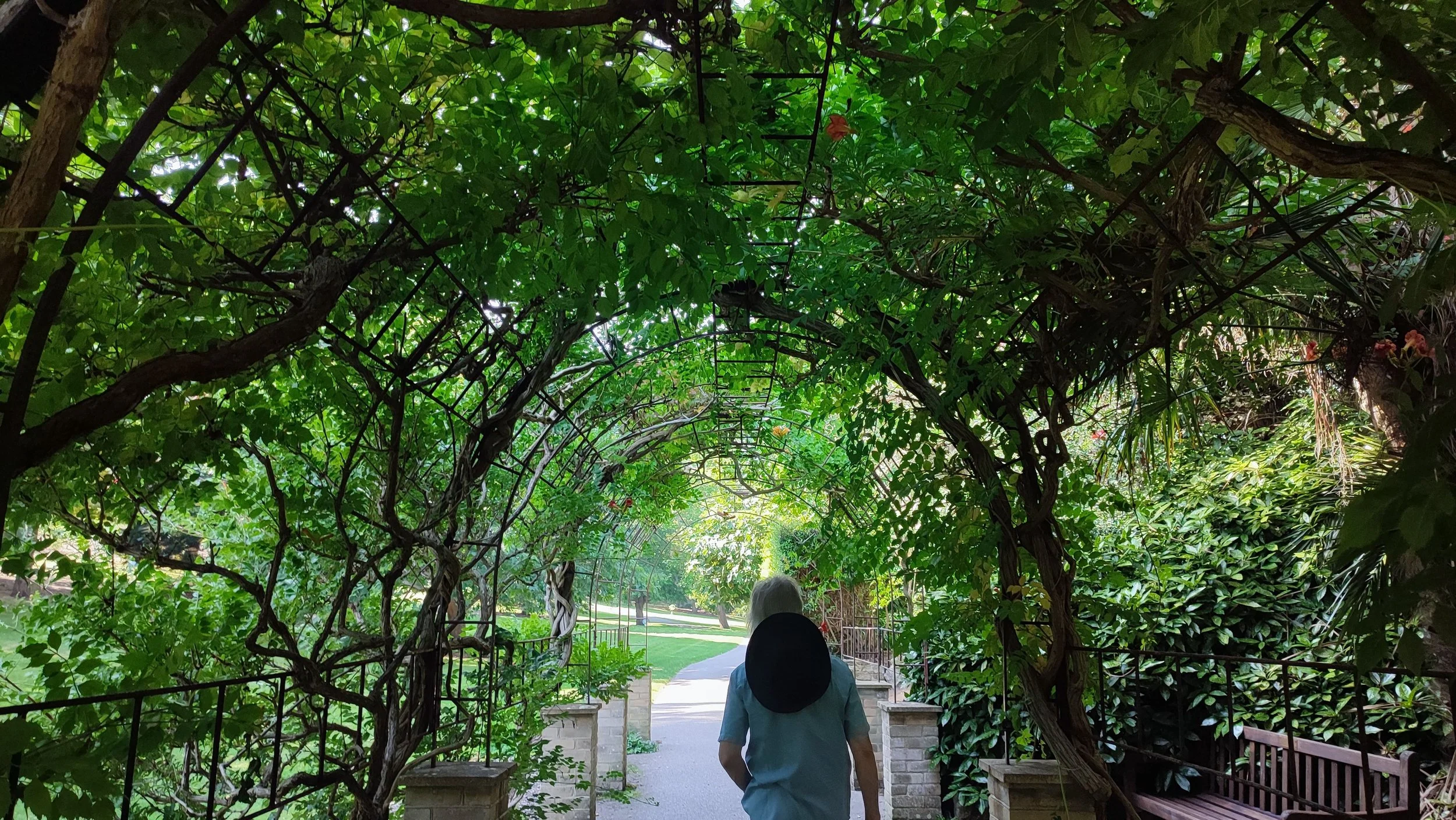 A woman with gray hair, wearing a light blue shirt, walks under a lush, green arbor made of intertwined vines and metal archways in a park.