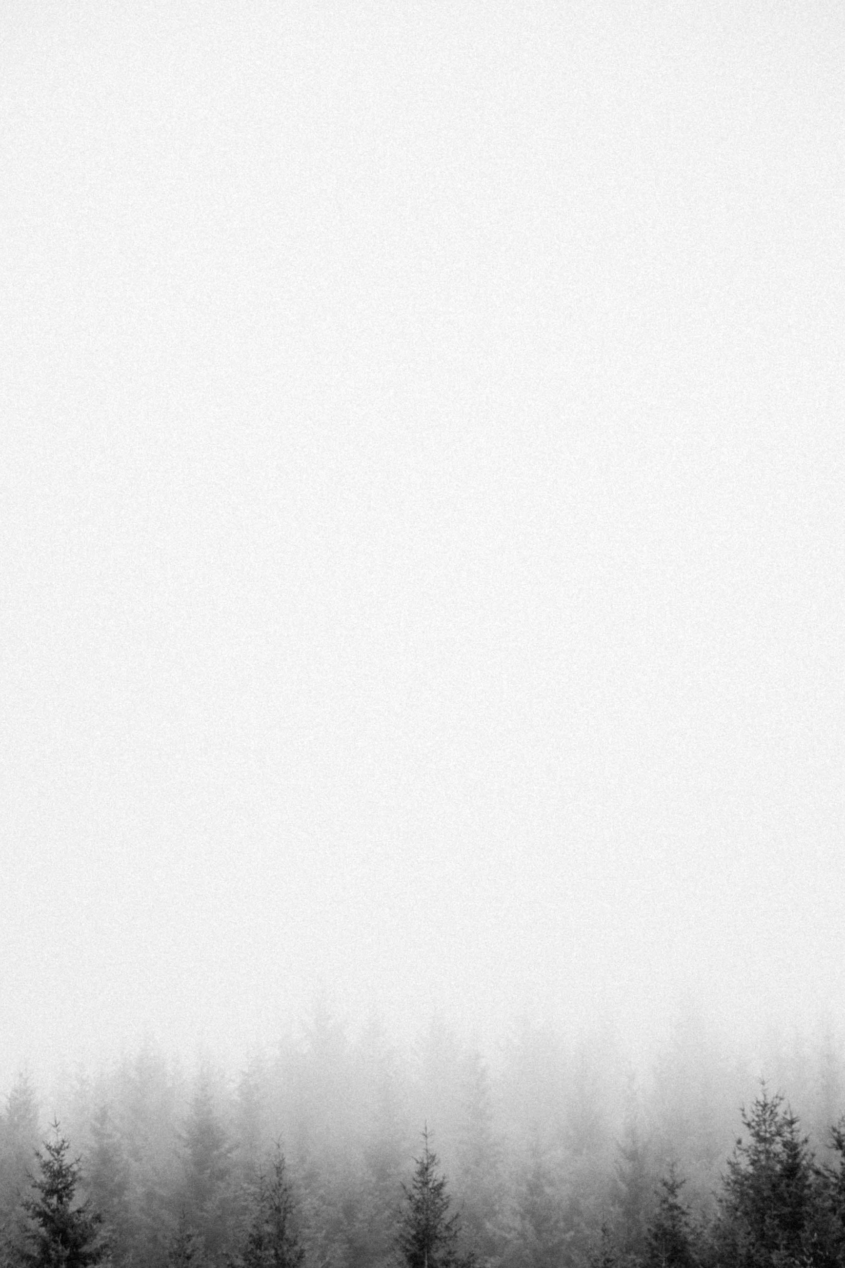 Mountain trees background