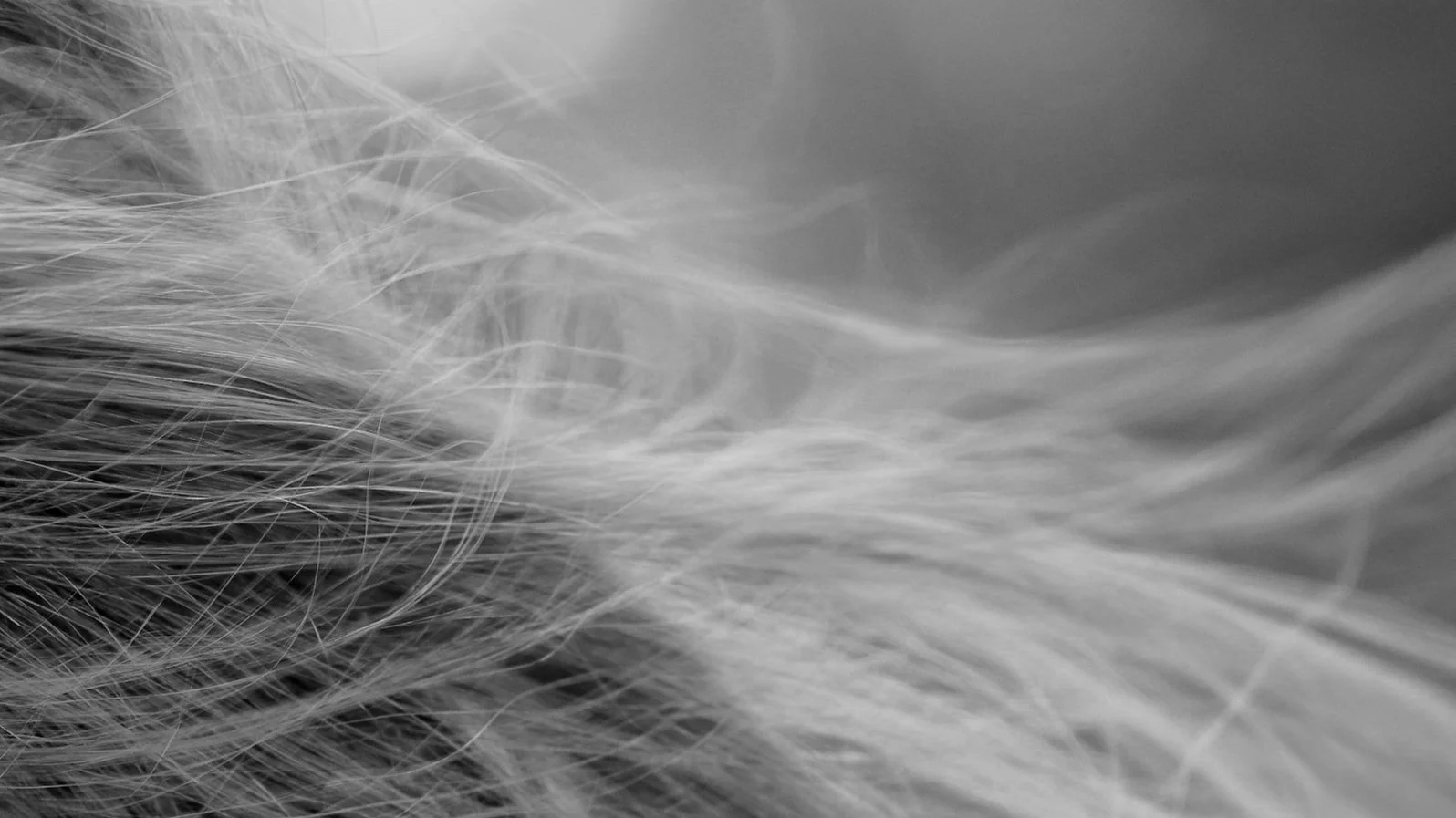 Close-up of flowing white and gray feathers with soft texture.