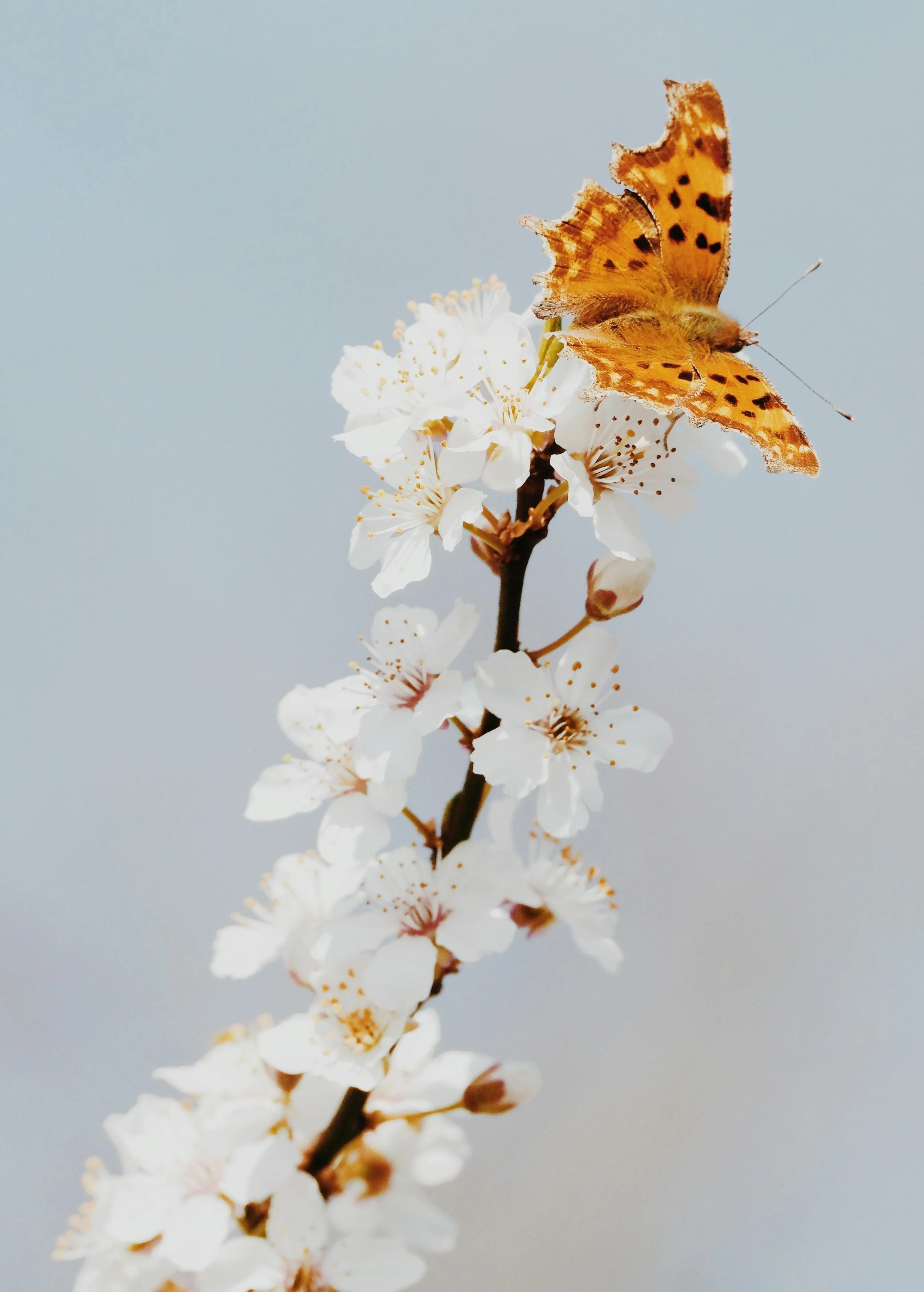 Good News Baptist Church Grand Rapids Michigan A butterfly with orange and black wings perched on a white blossom flower against a pale gray background.