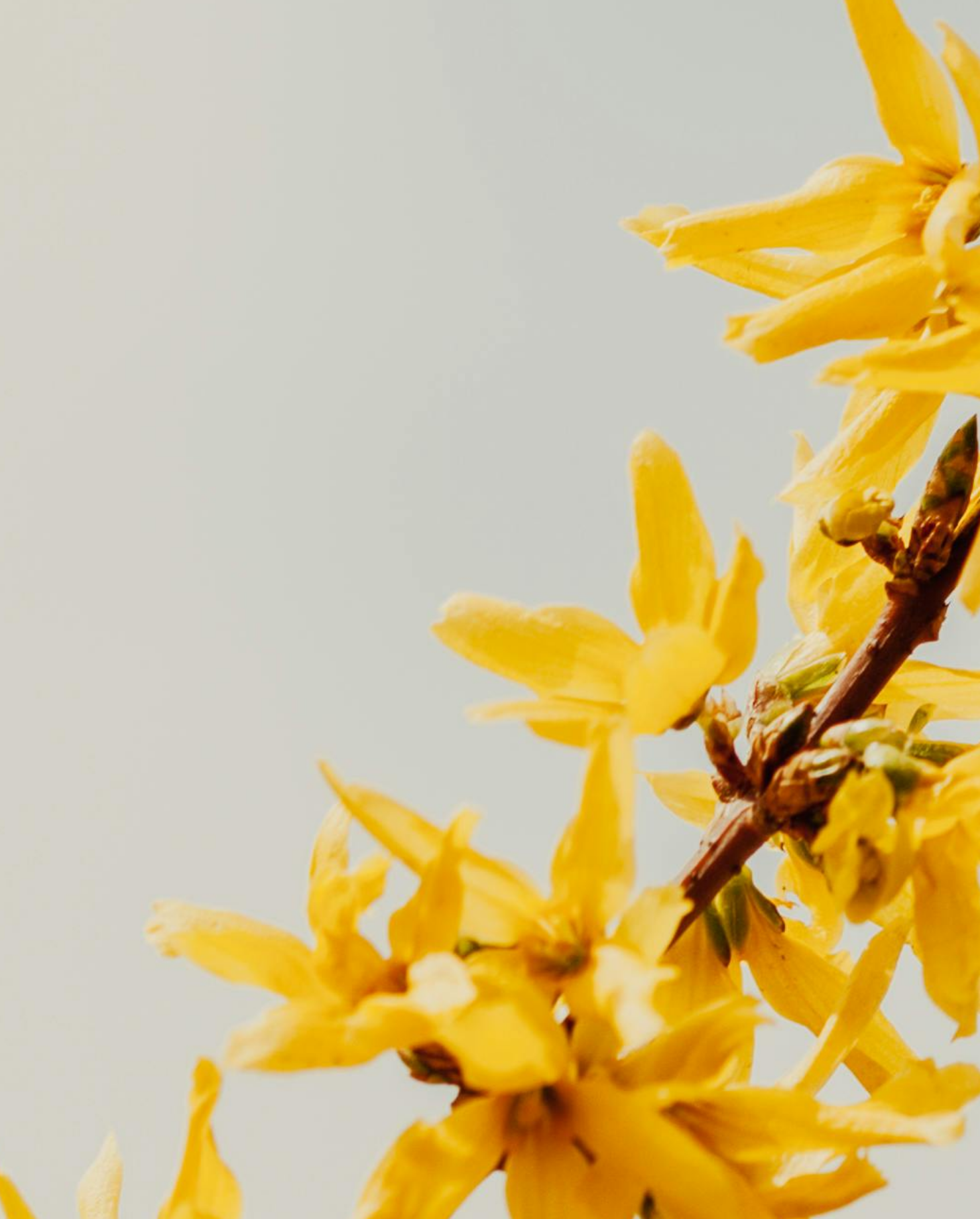 Good News Baptist Church Grand Rapids Michigan Close-up of yellow forsythia flowers on a branch against a plain light background.
