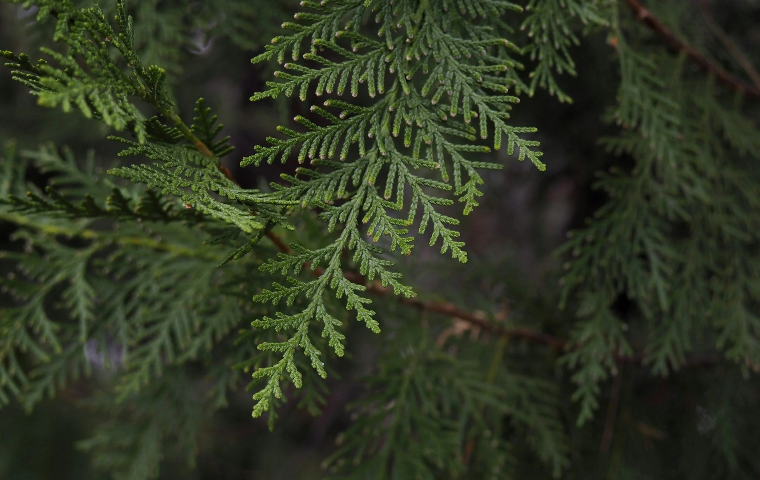 Close-up of green coniferous tree branches with needle-like leaves.