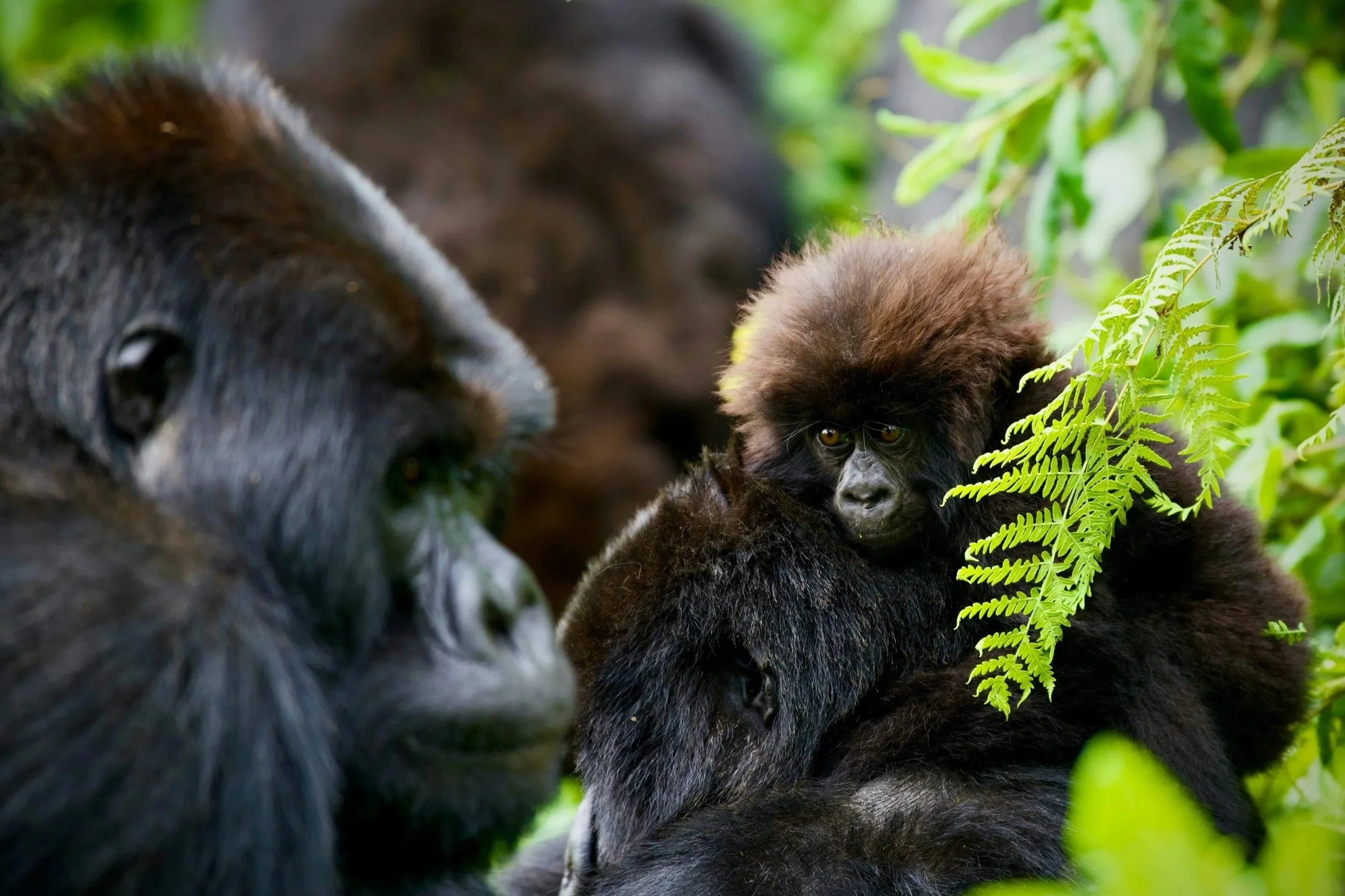Insider’s Guide to Rwanda