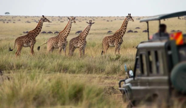 Four giraffes walking in the savannah with a safari vehicle in the foreground.