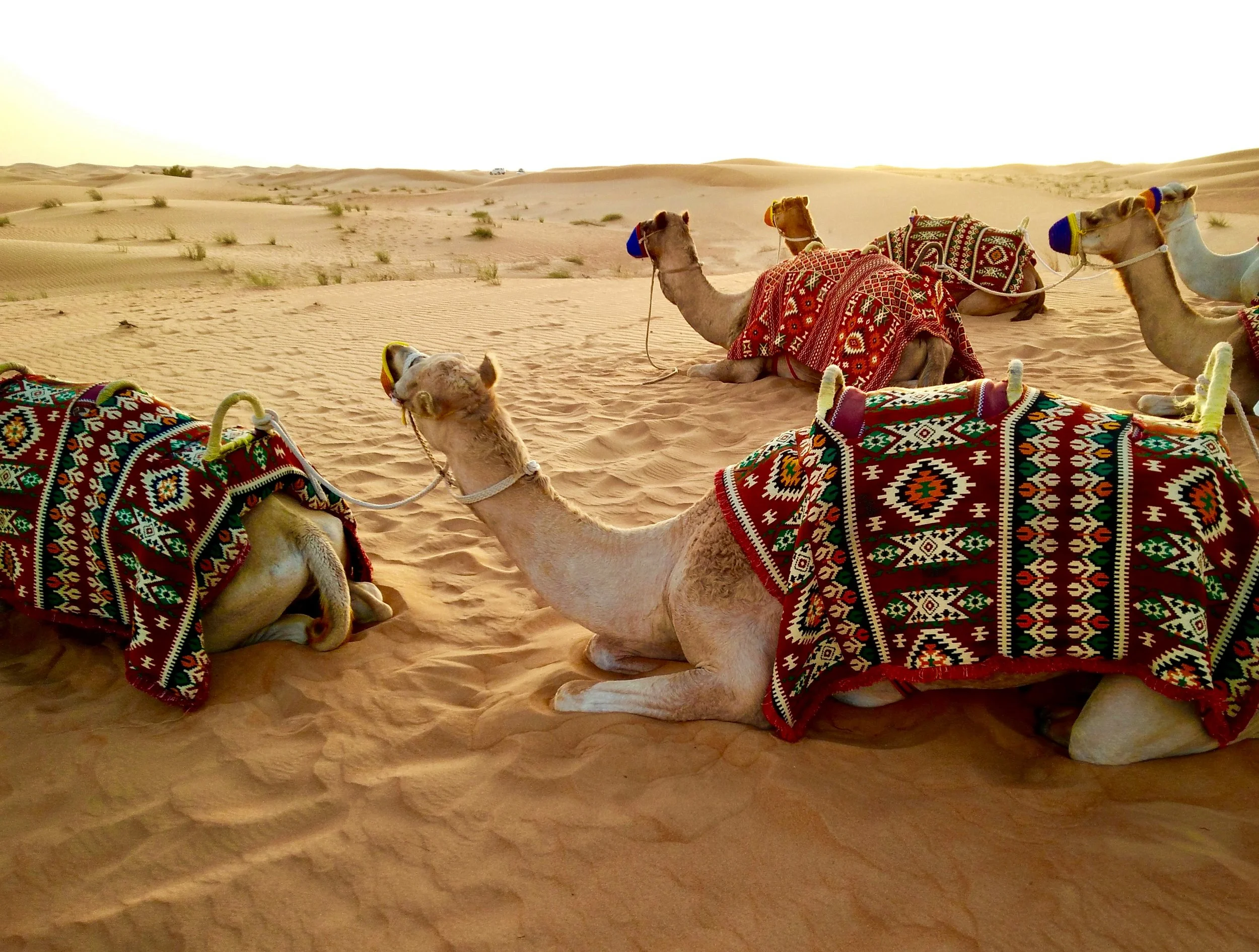 Camels resting on the sand dunes of a desert, decorated with colorful patterned blankets and coverings.