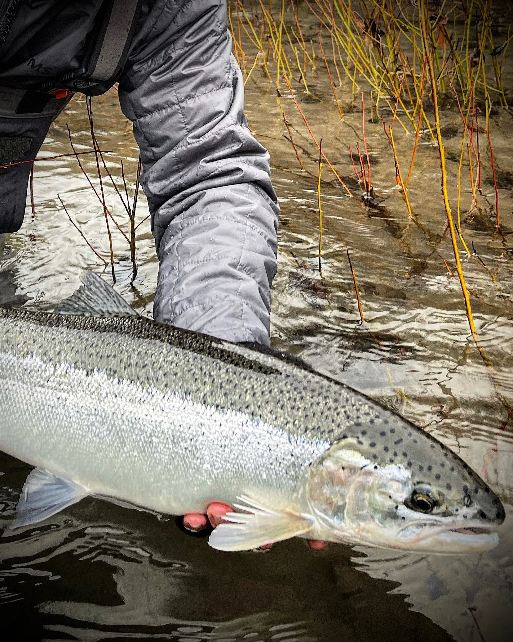 Sandy River Winter Steelhead