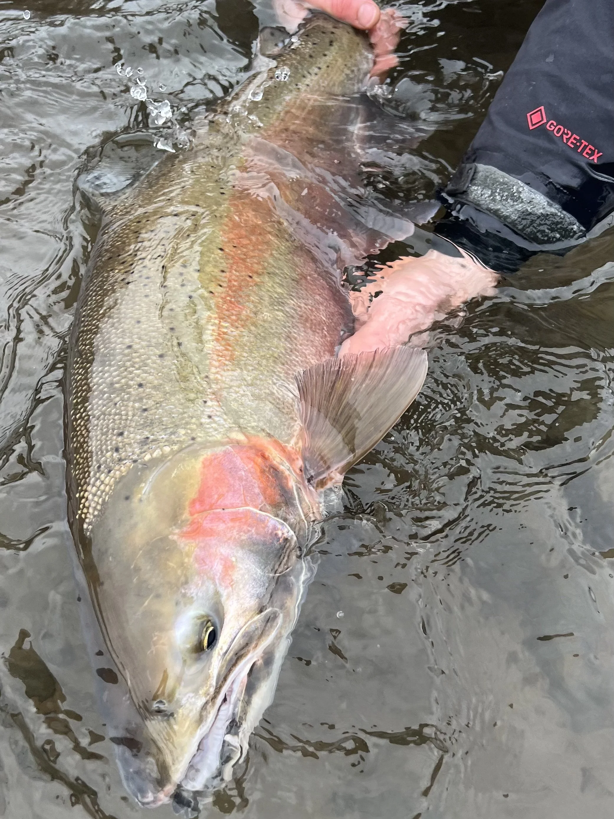 spey fishing for winter steelhead