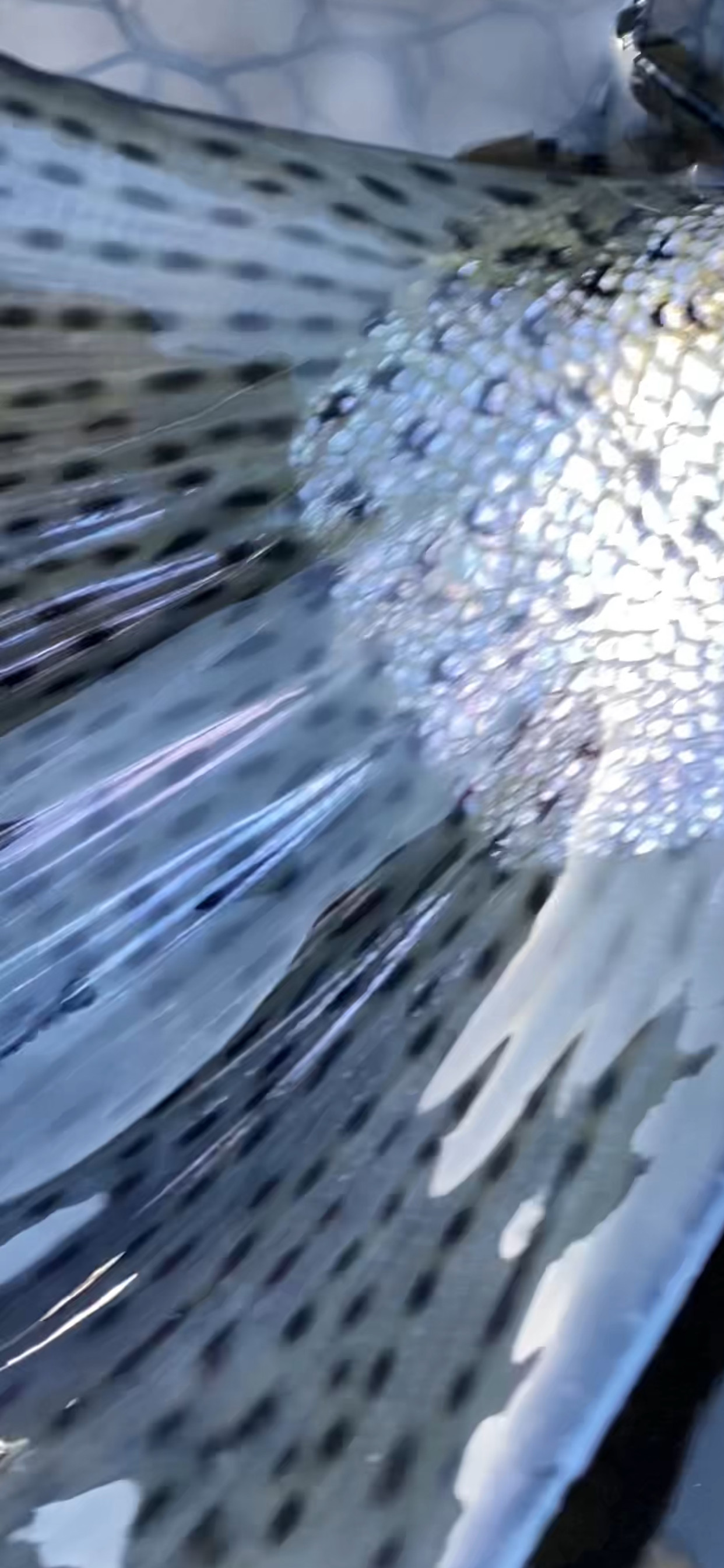 steelhead fishing near Portland 