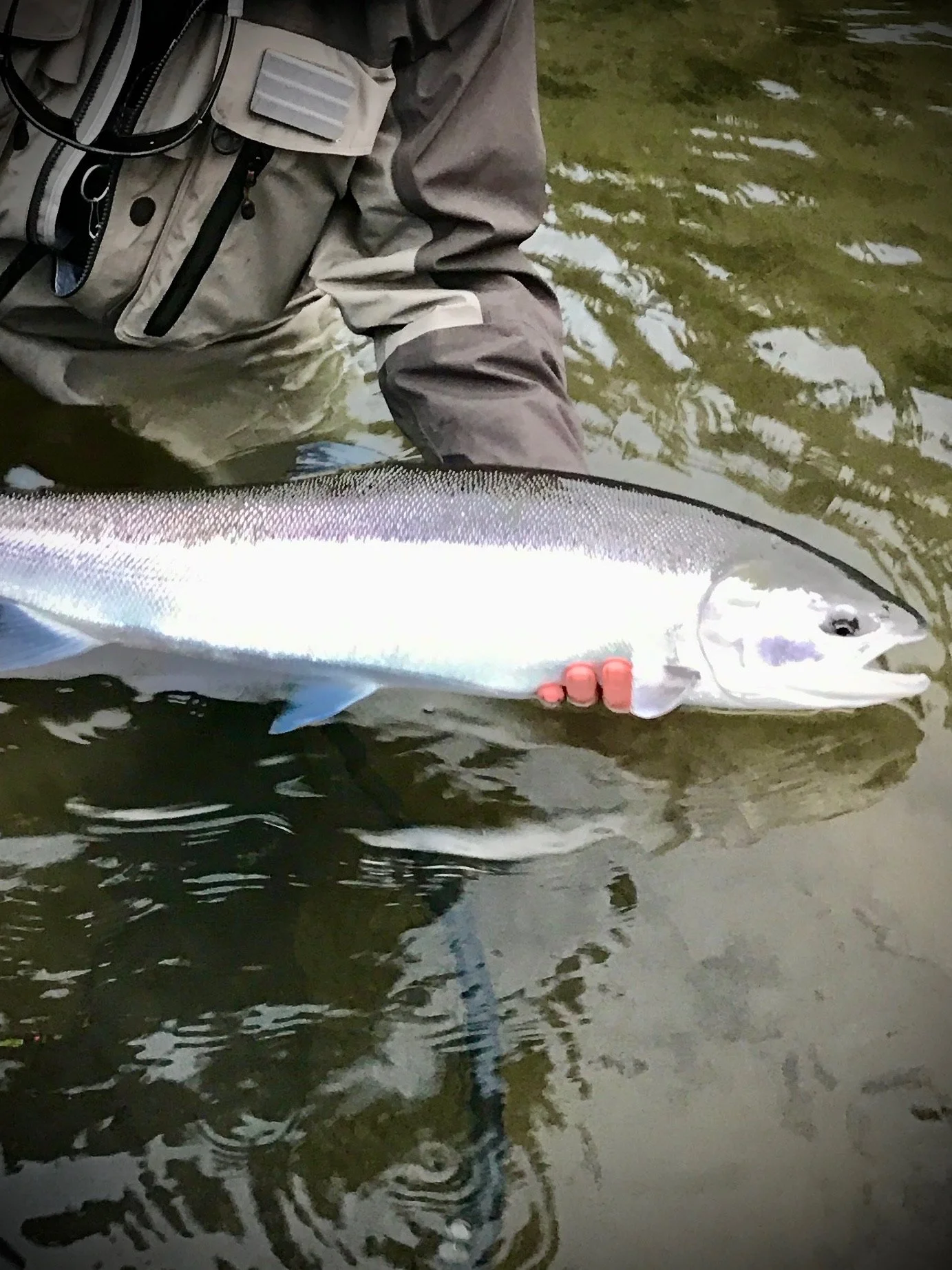 Clackamas river fishing guide