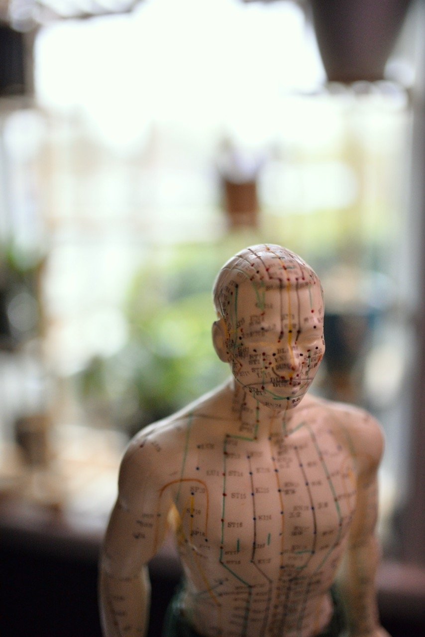 A detailed anatomical model of a human figure with acupuncture map, set indoors near a window with blurred background of plants and objects.