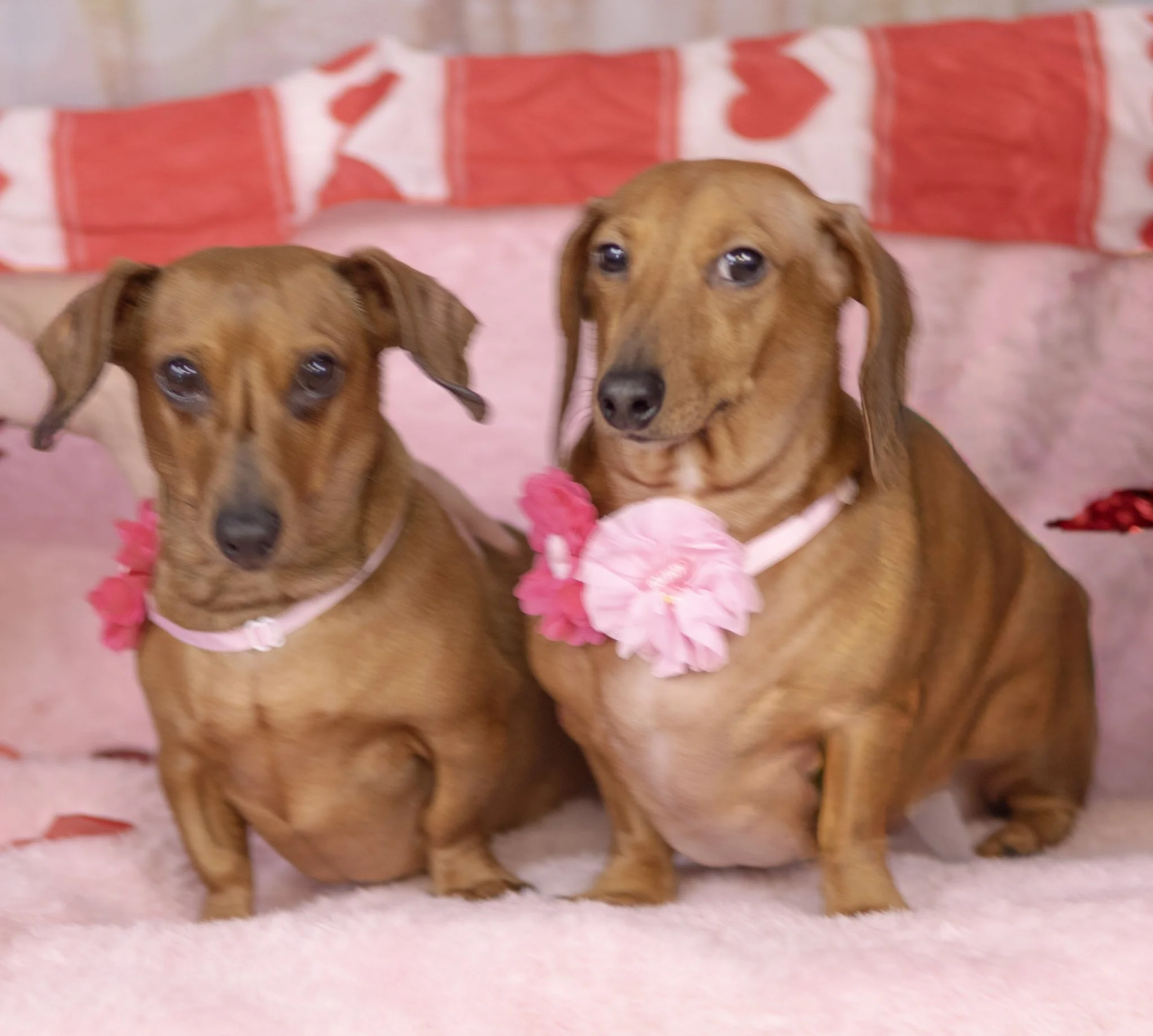 Bailey and Dixie 2.jpg