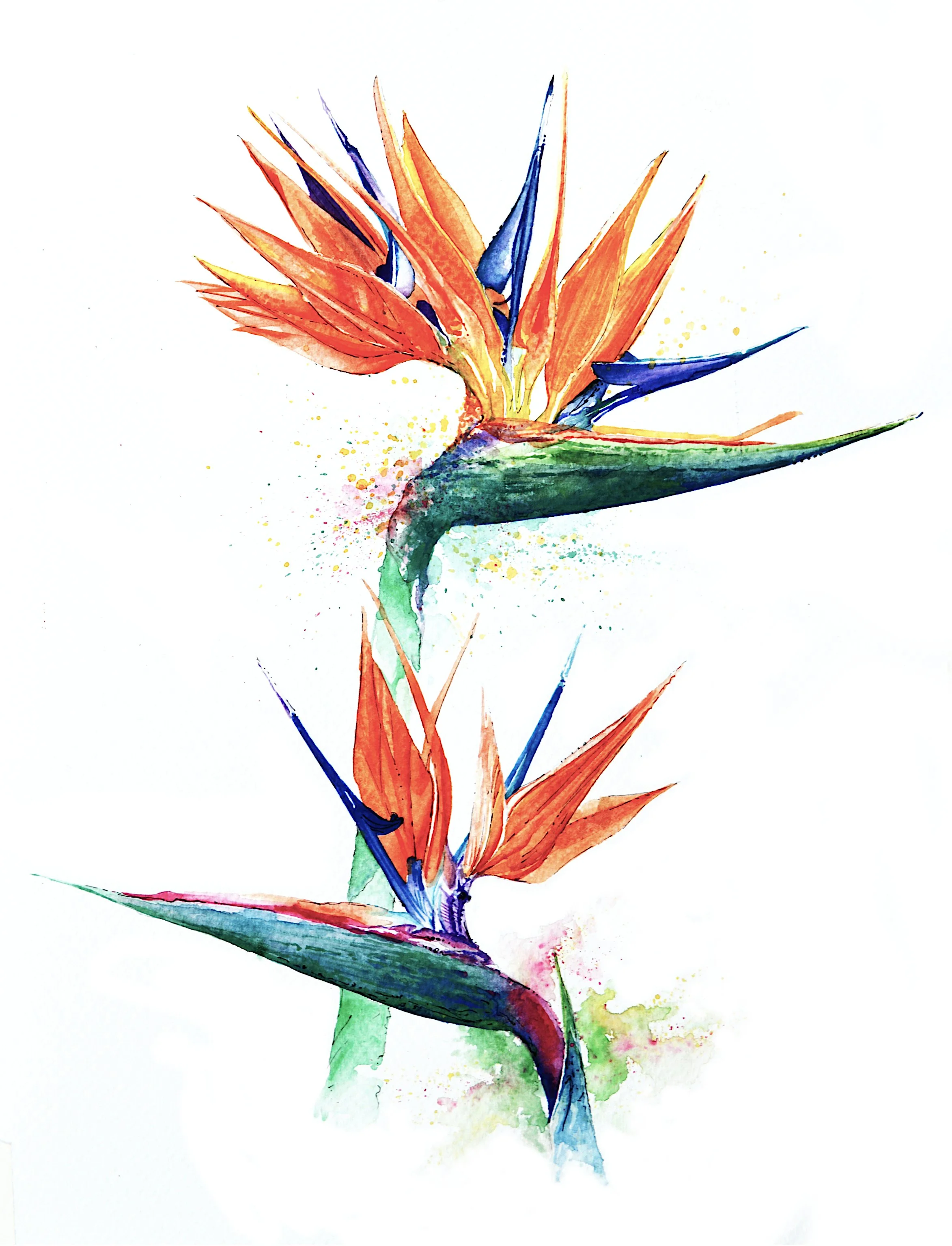 bird of paradise_12x16.JPG