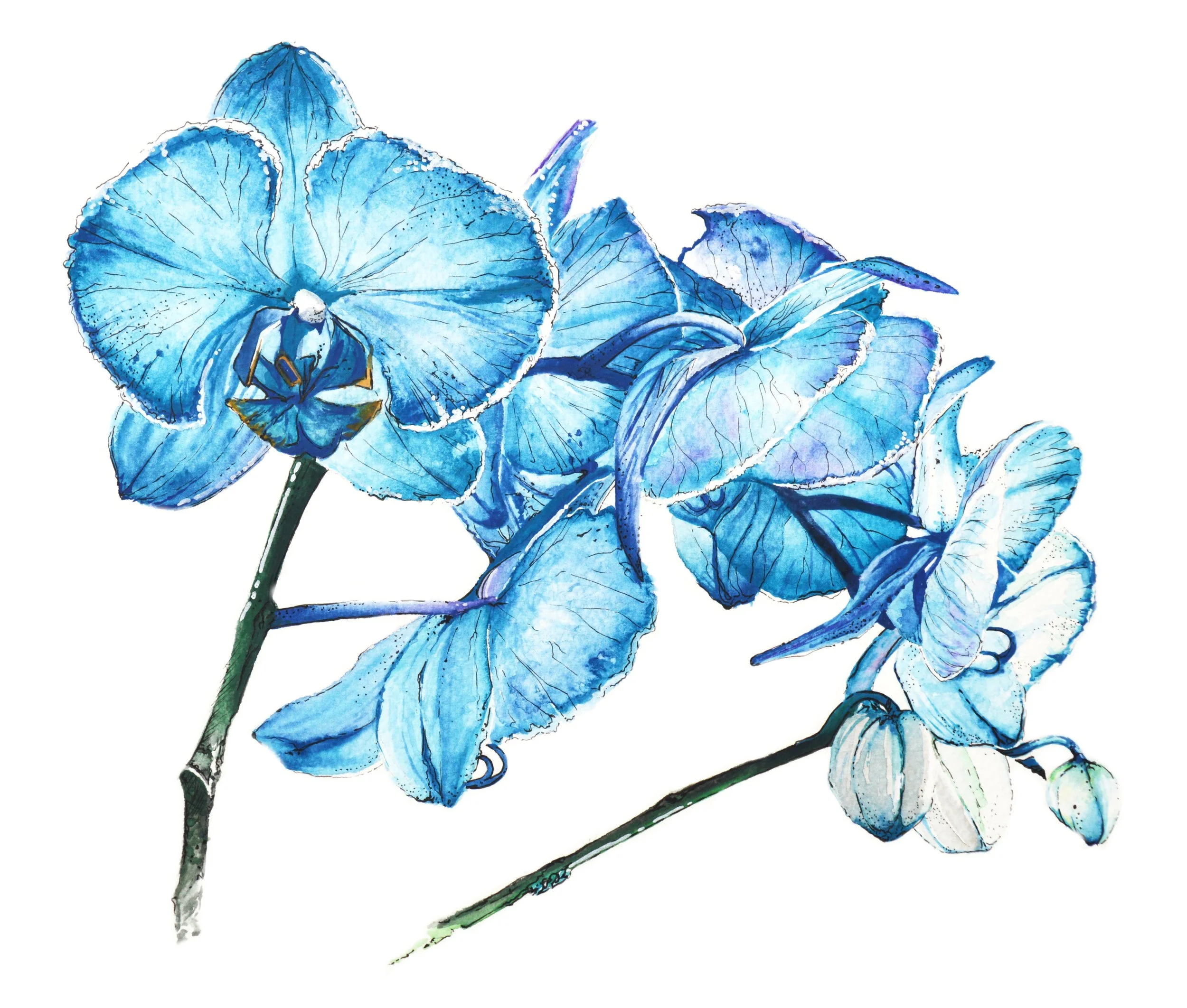 blueorchids.jpg