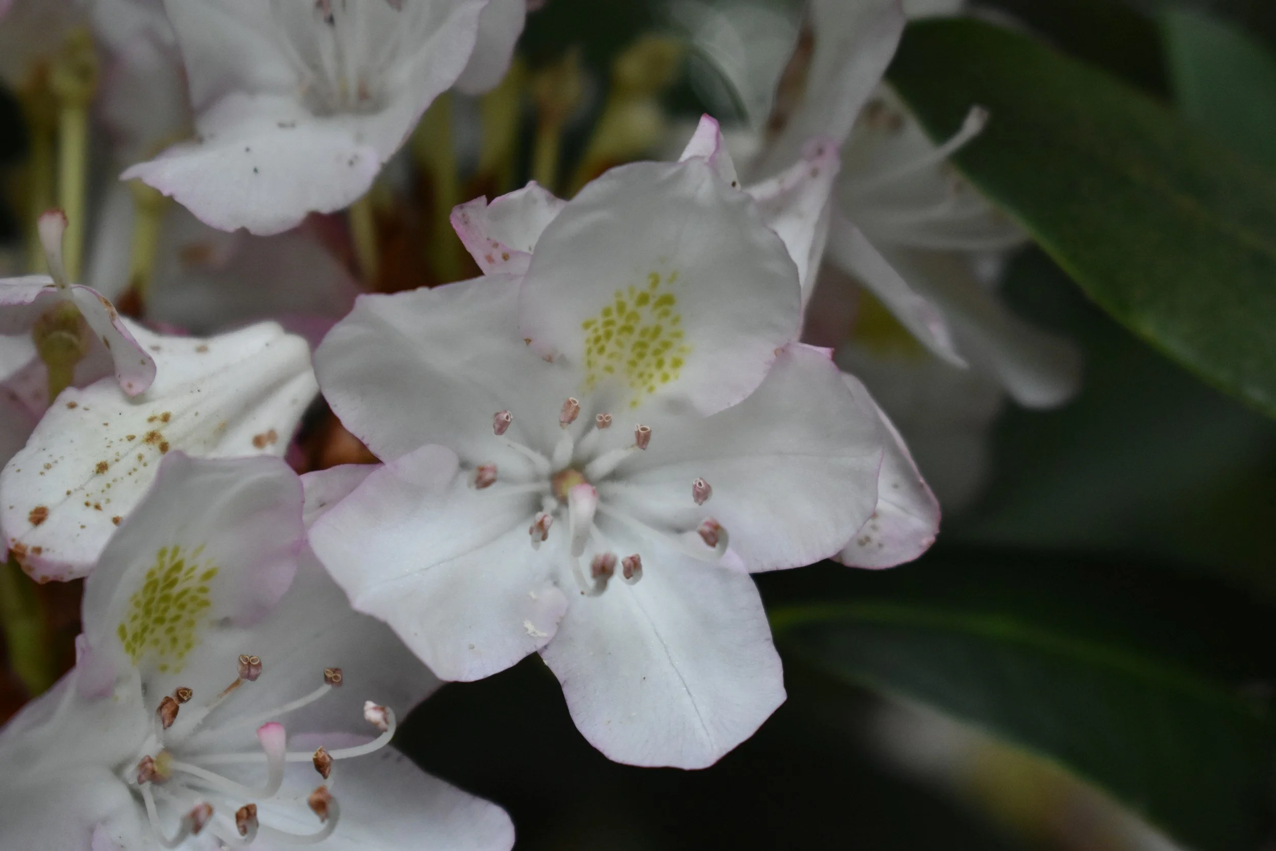 Close-up of white flowers with pink edges and yellow markings, surrounded by green leaves.