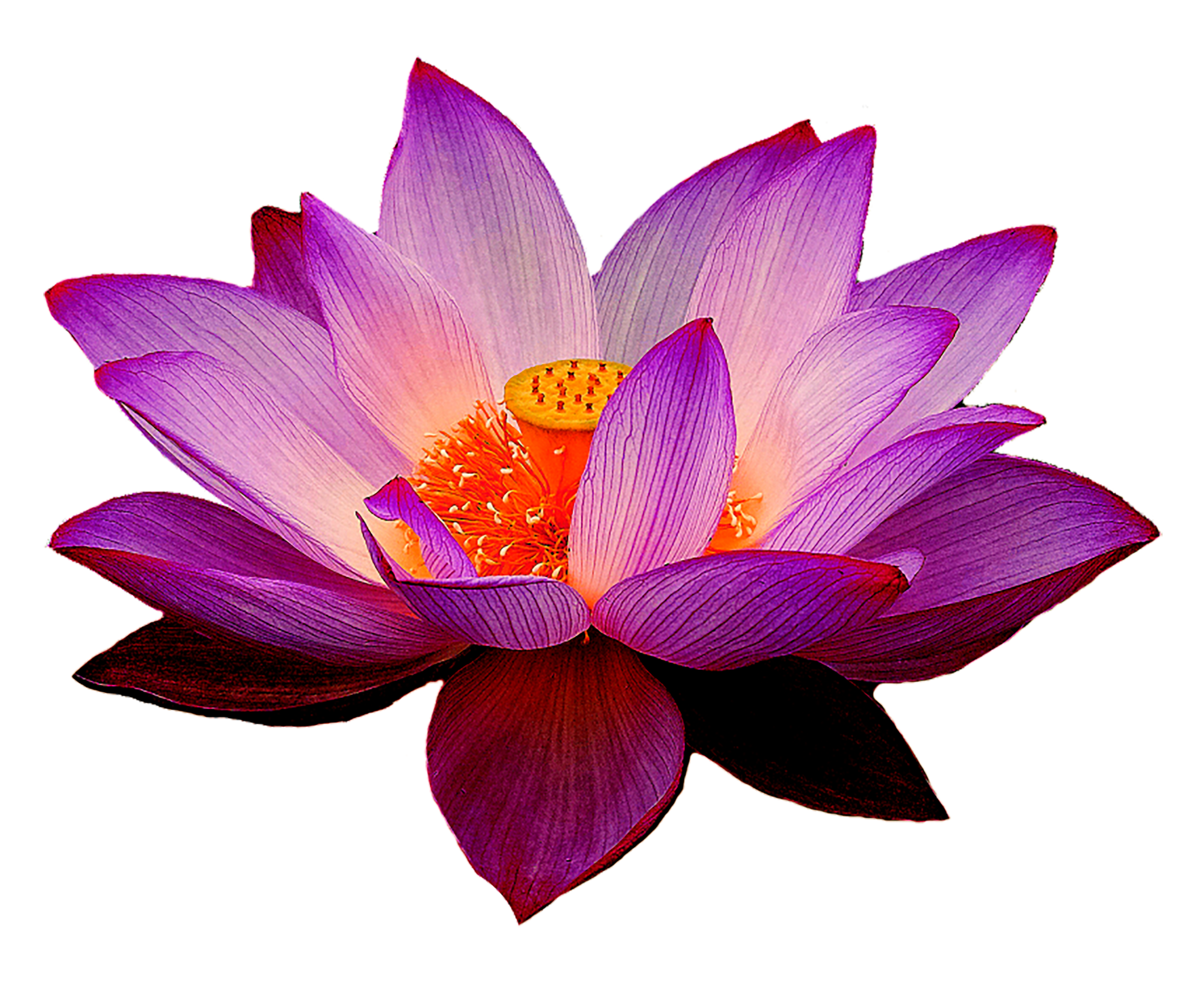 A vibrant pink and purple water lily in full bloom with yellow and orange center.