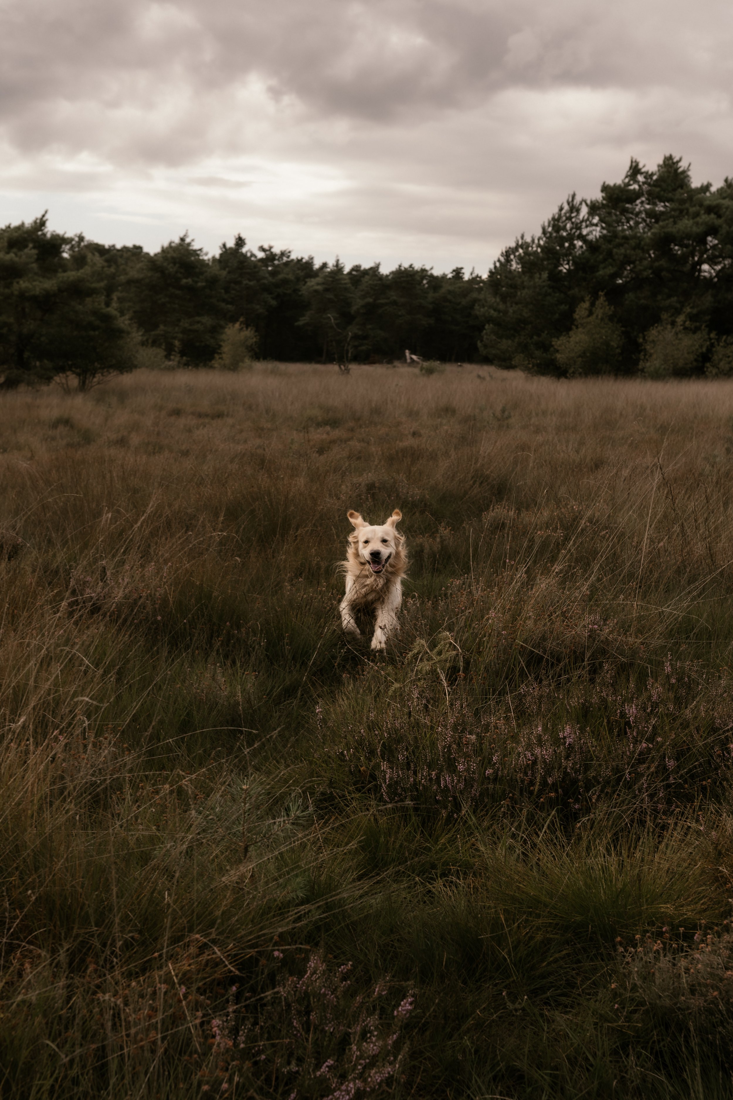 Ein Hund läuft lachend durch eine Wiese mit hohen Gräsern, umgeben von Bäumen unter einem bewölkten Himmel.