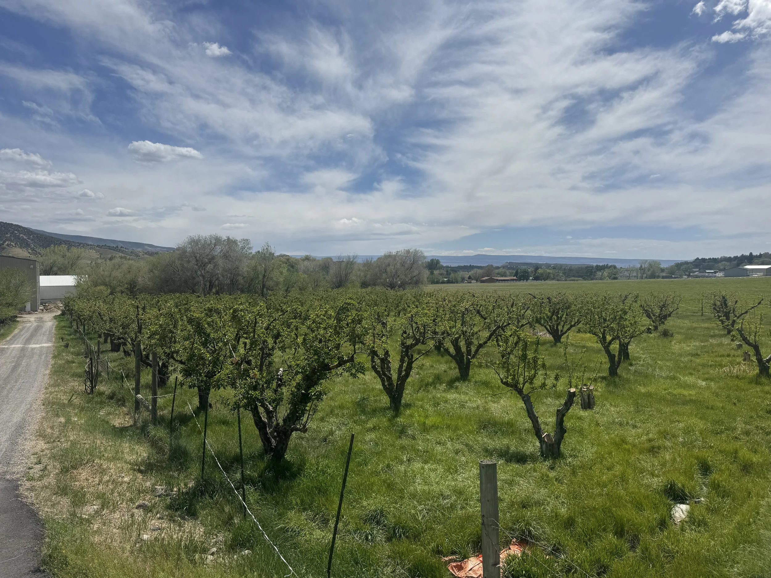A scenic view of a vineyard with rows of grapevines, a dirt road on the left, trees in the middle distance, and mountains and a partly cloudy sky in the background.