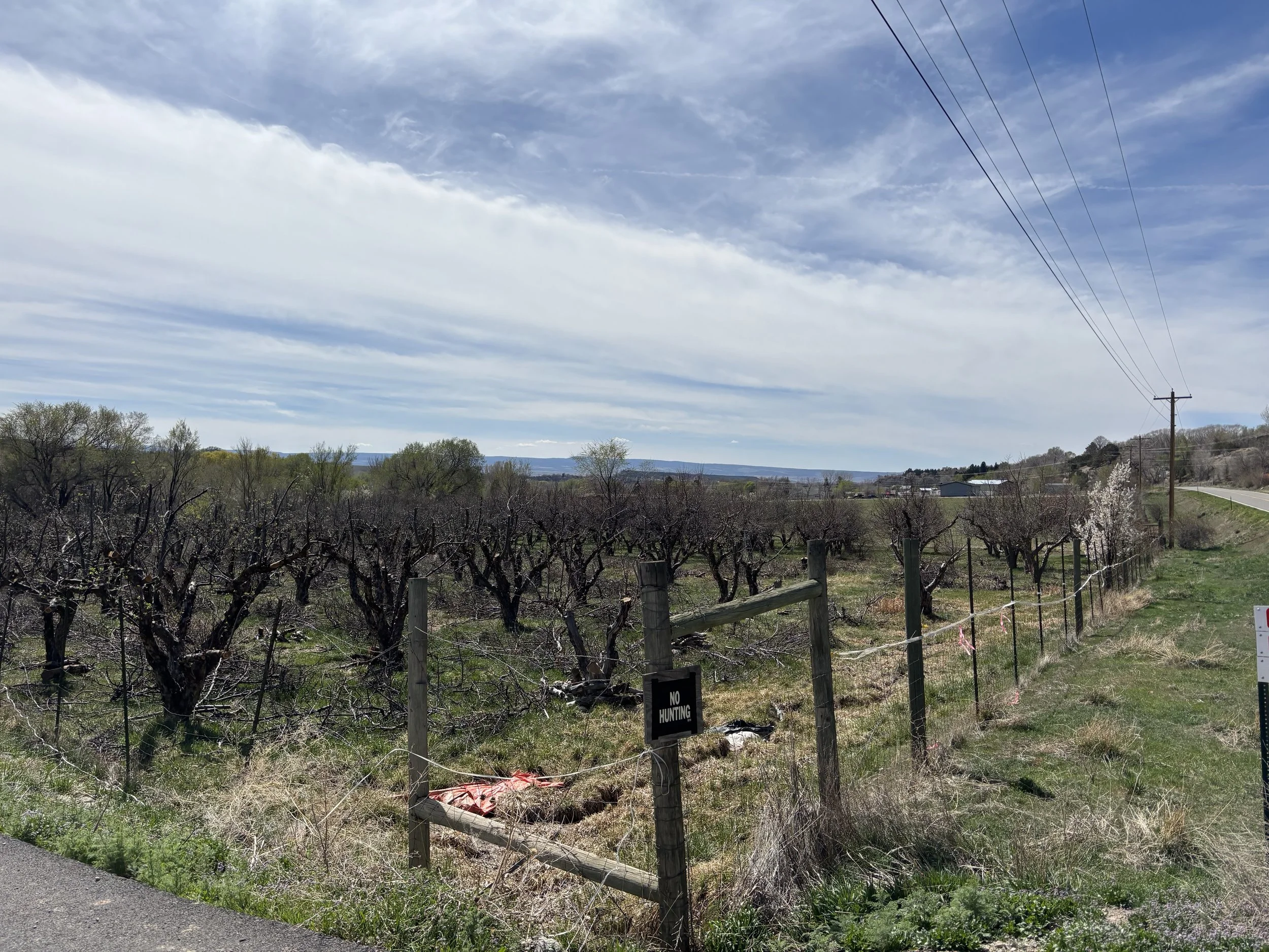 A rural landscape with a vineyard, trees, a road, utility poles, and a clear sky with clouds.