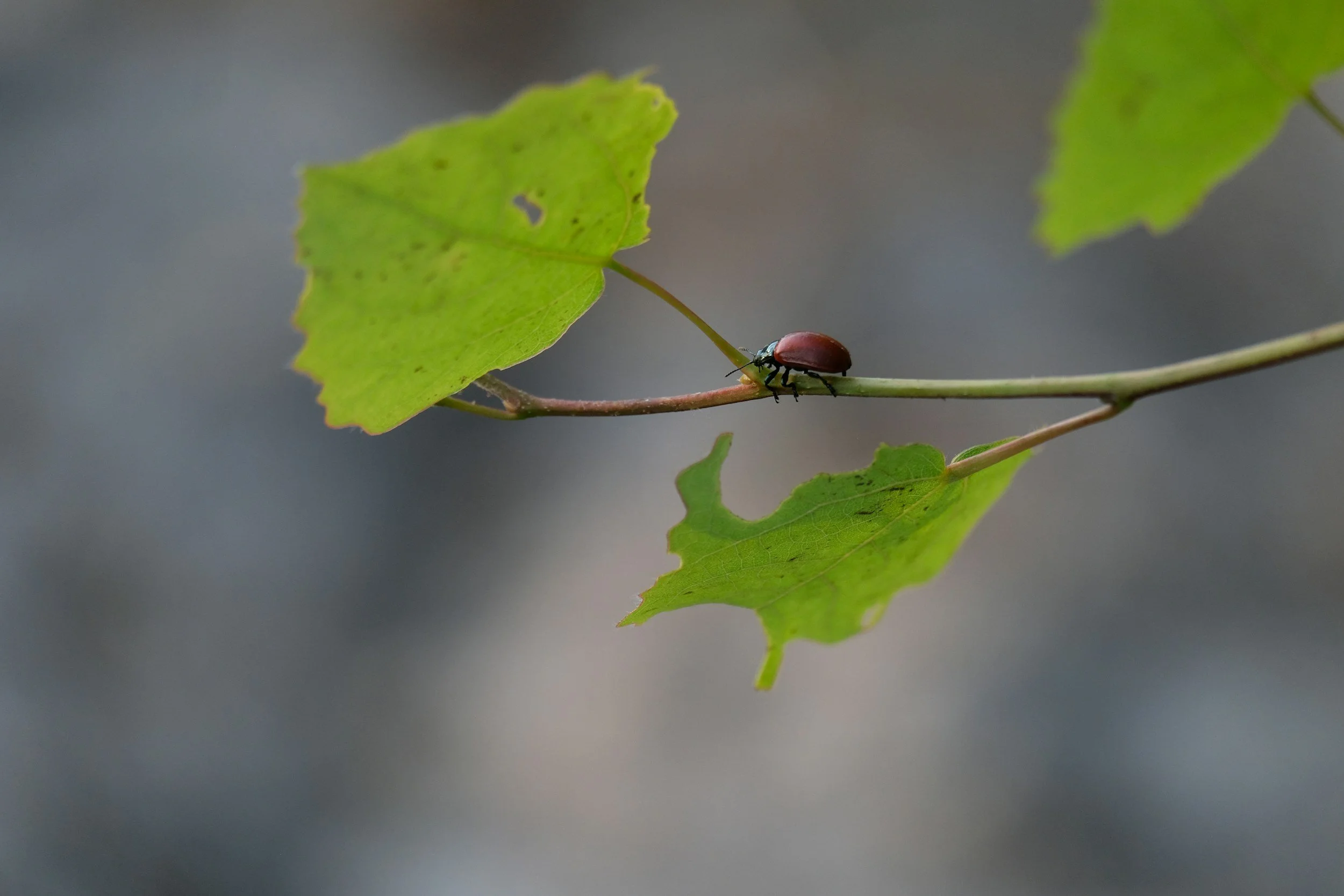 A small reddish-brown beetle walking on a thin branch with green leaves against a blurred gray background.