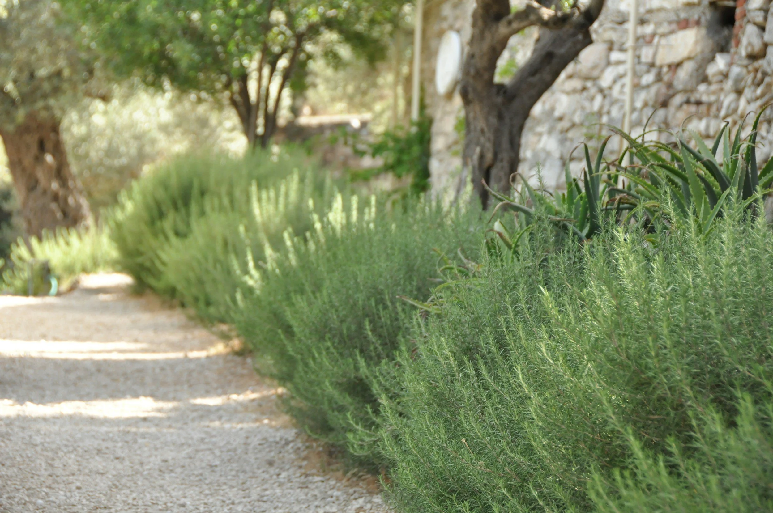 A garden path with green plants, including lavender and aloe vera, alongside a stone wall and trees in the background.