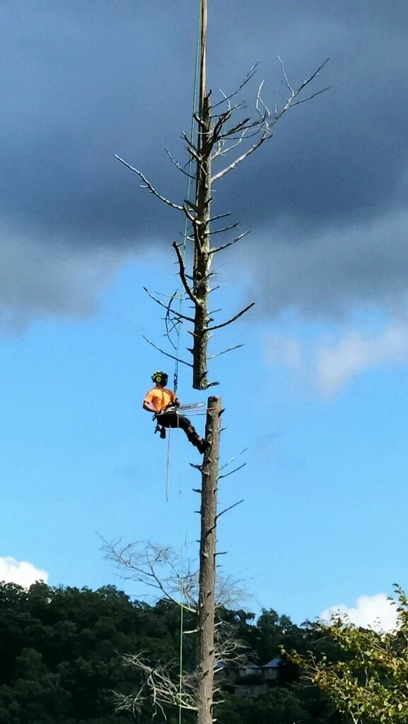 A person in an orange shirt and green helmet climbing a tall, leafless tree with a safety harness, against a background of a cloudy sky and distant trees.